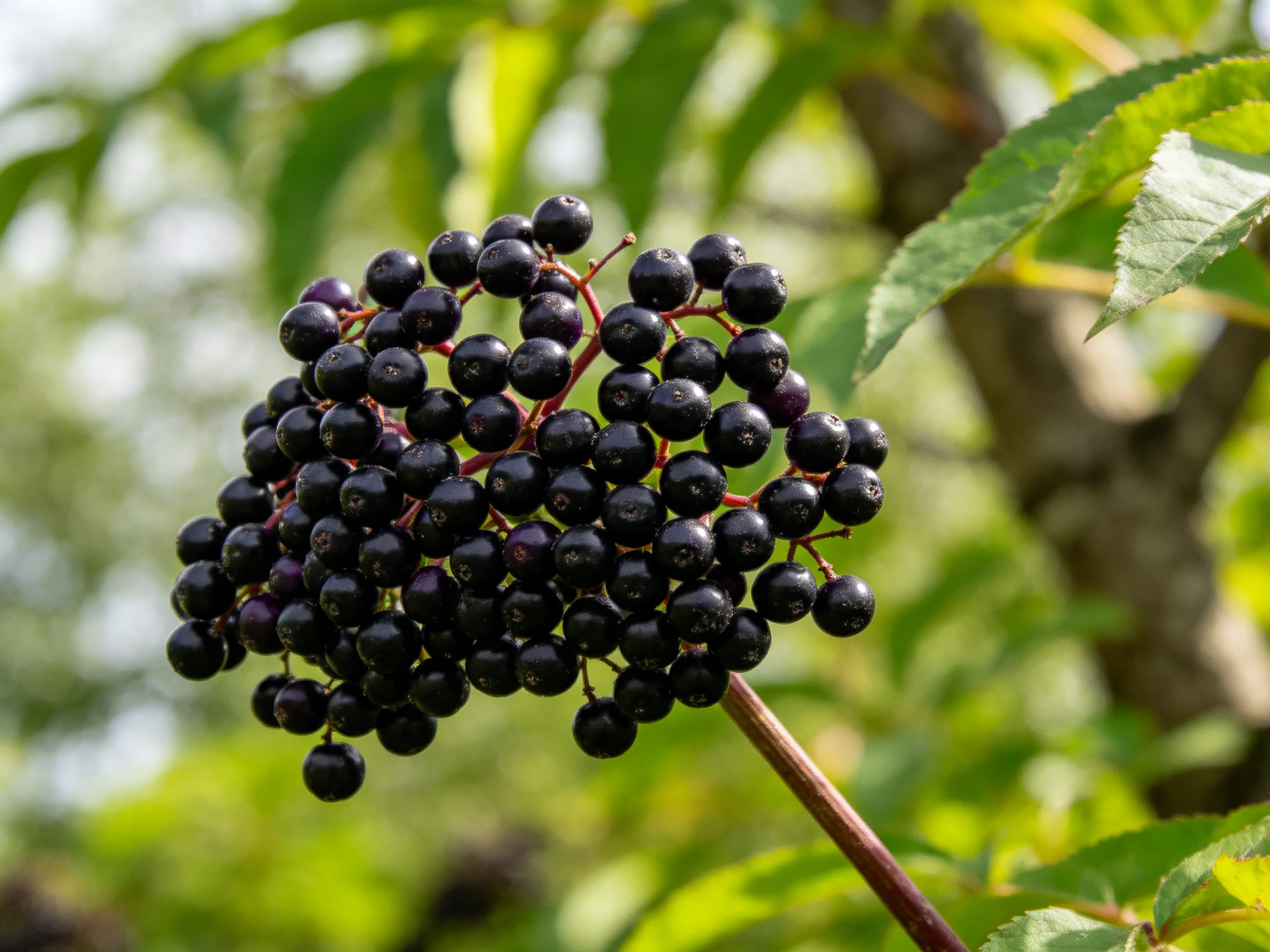 A dense cluster of glossy black elderberries amid lush green leaves