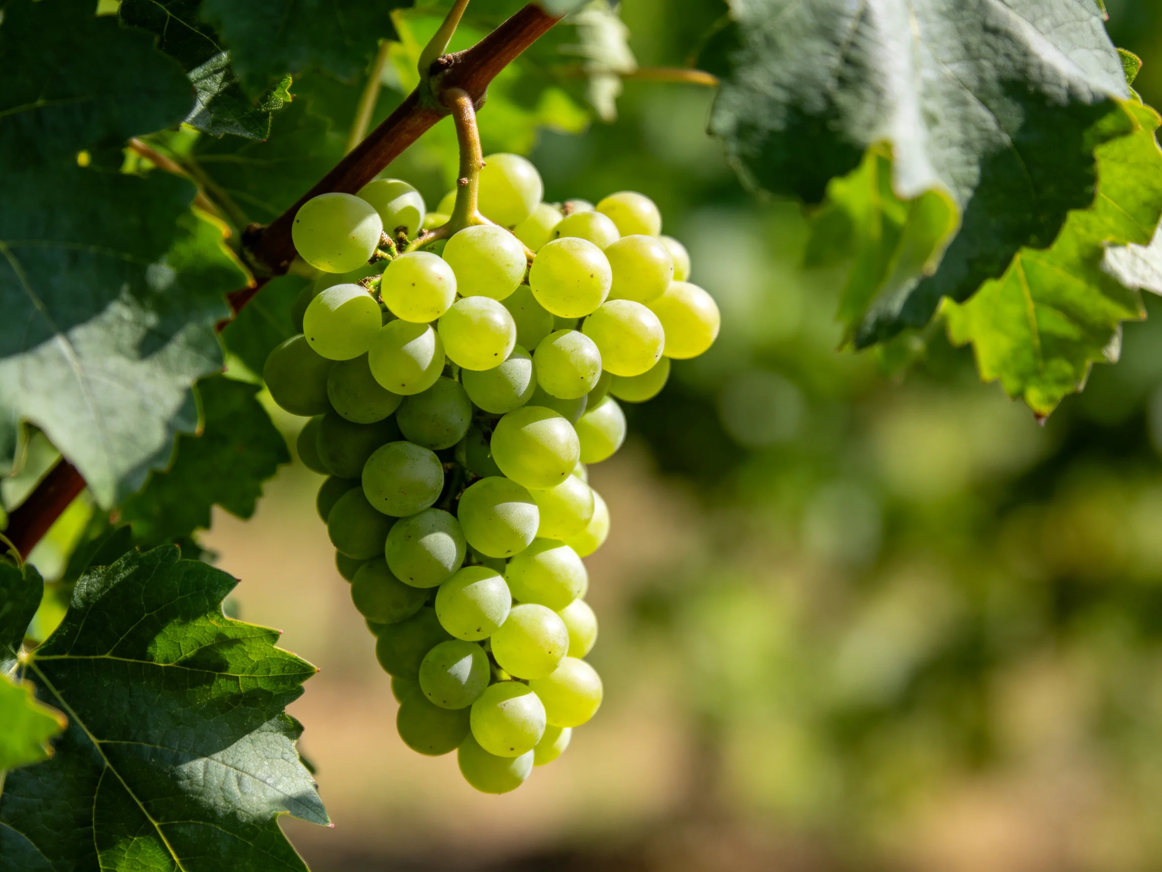 A dense cluster of green grapes hangs from a vine amid large leaves