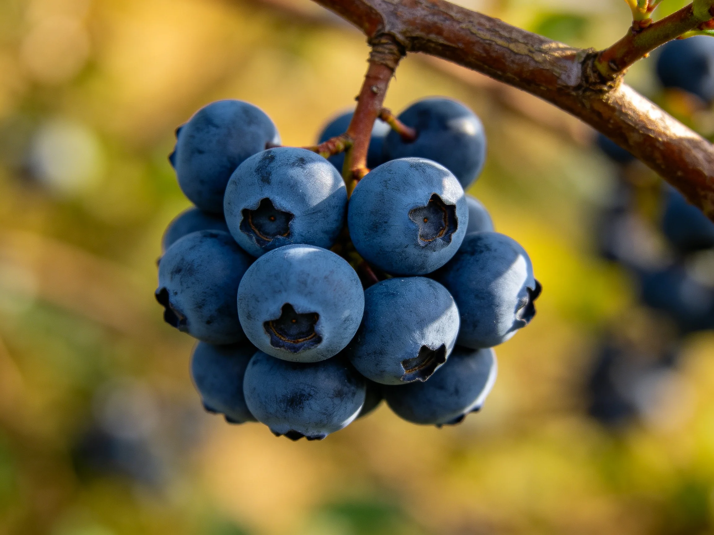 A dense cluster of plump blueberries hangs from a branch