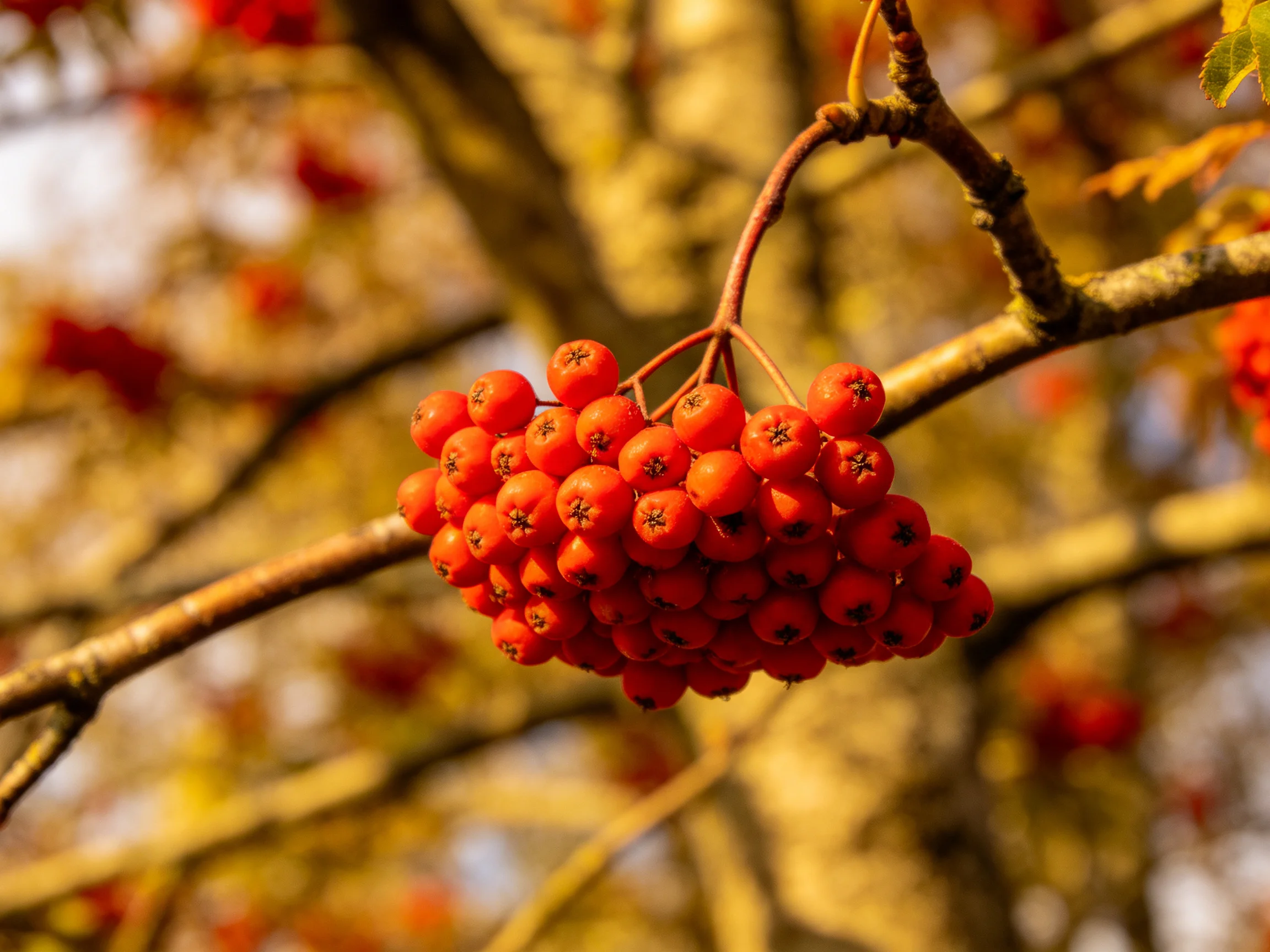 A dense cluster of vibrant red berries hangs from a tree branch
