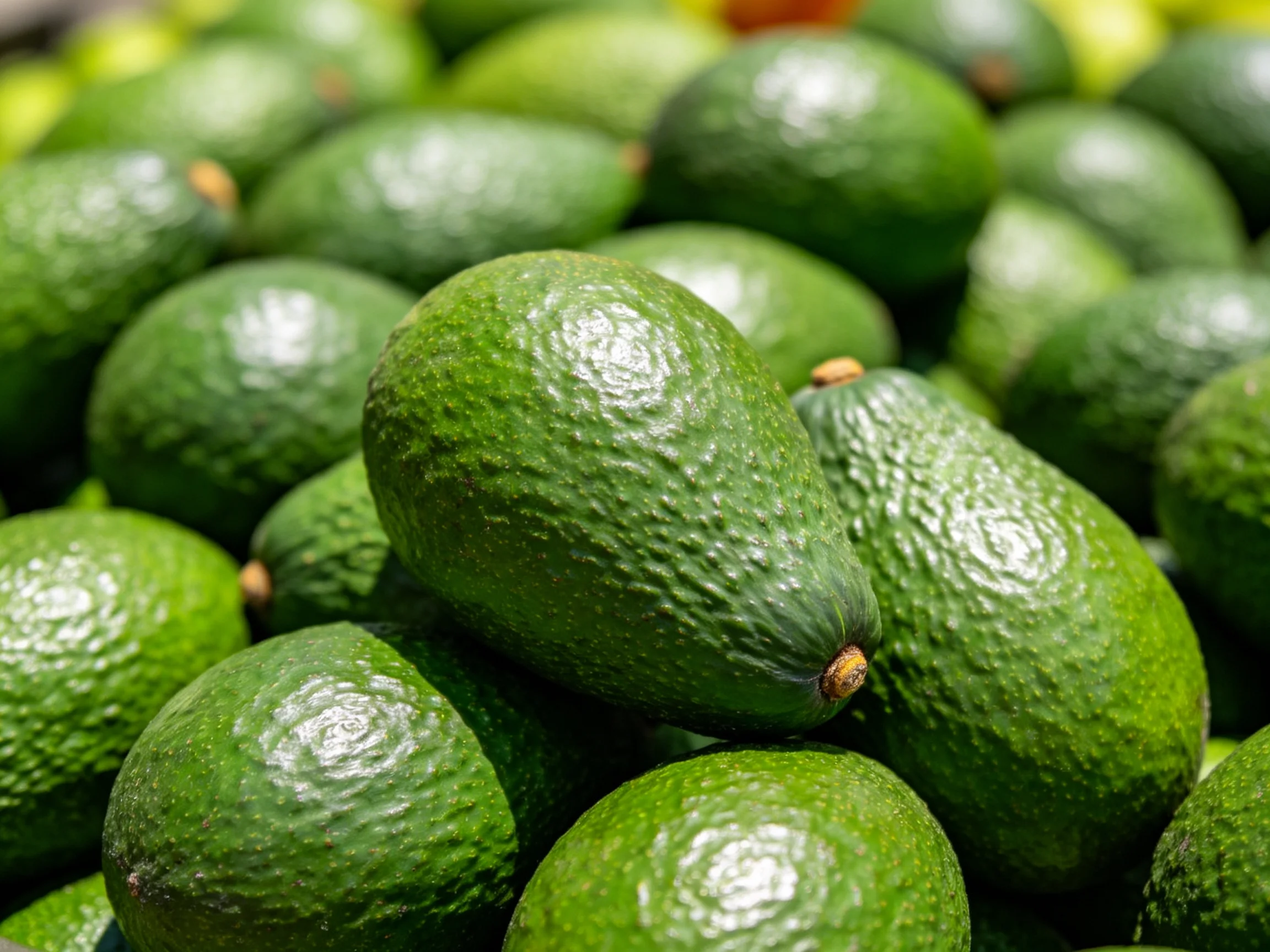 A dense pile of fresh green avocados stacked closely