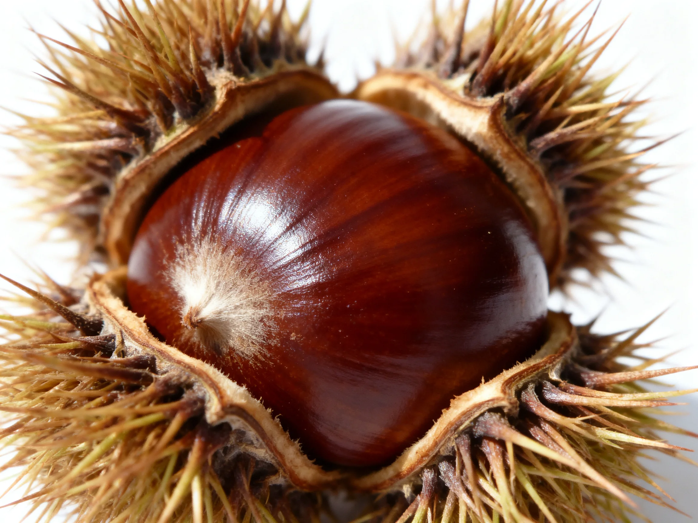 A glossy brown chestnut nestled in an open spiky husk