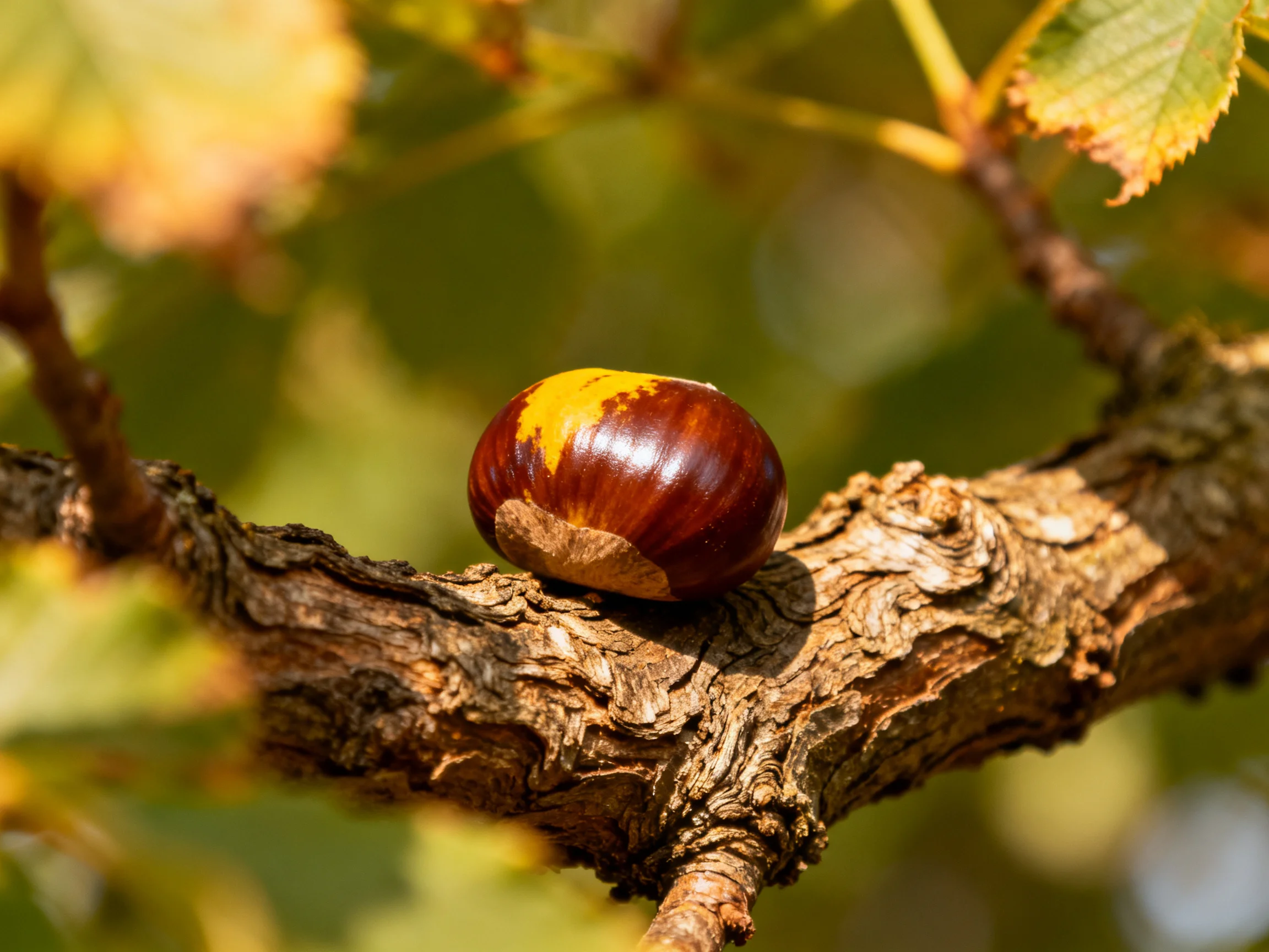 A glossy brown chestnut with a yellow patch sits on a textured tree branch