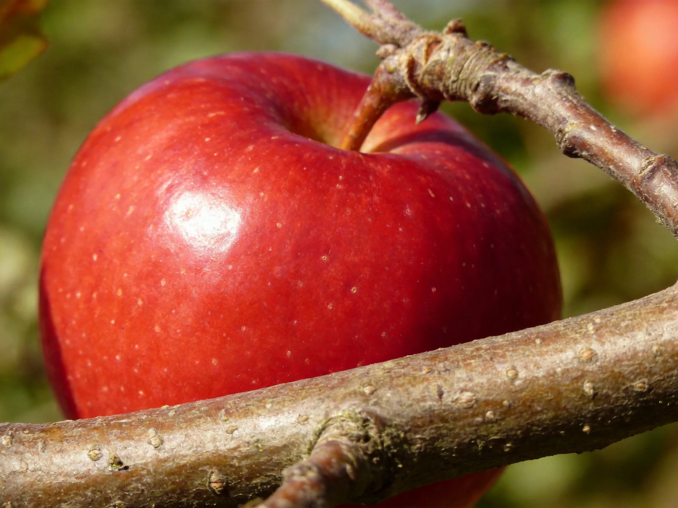 A glossy red apple attached to a tree branch