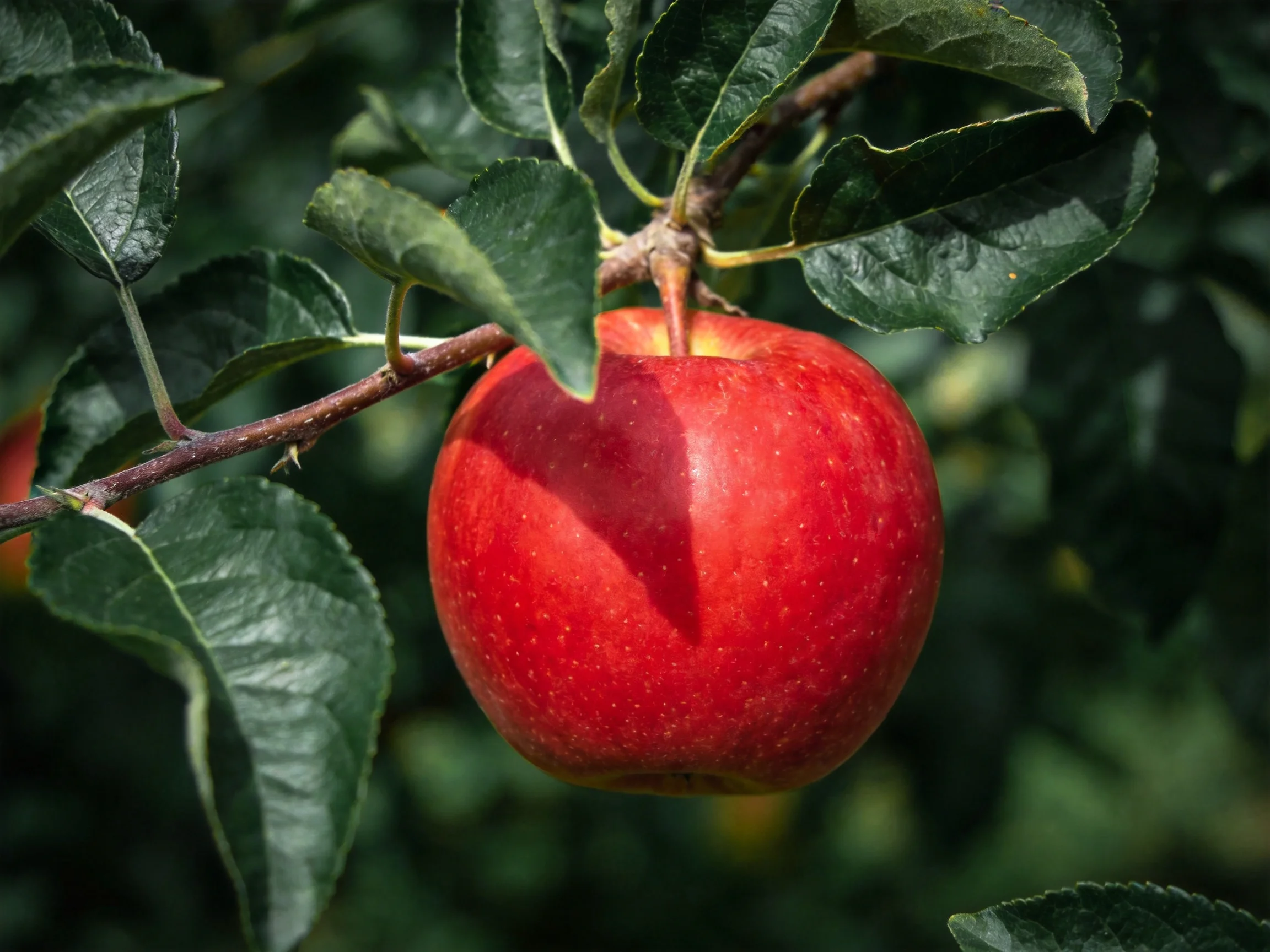 A glossy red apple hangs from a tree branch amid dark green foliage