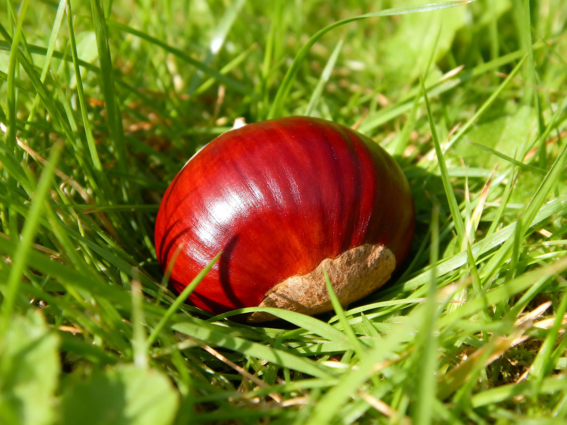A glossy red chestnut nestled in lush green grass