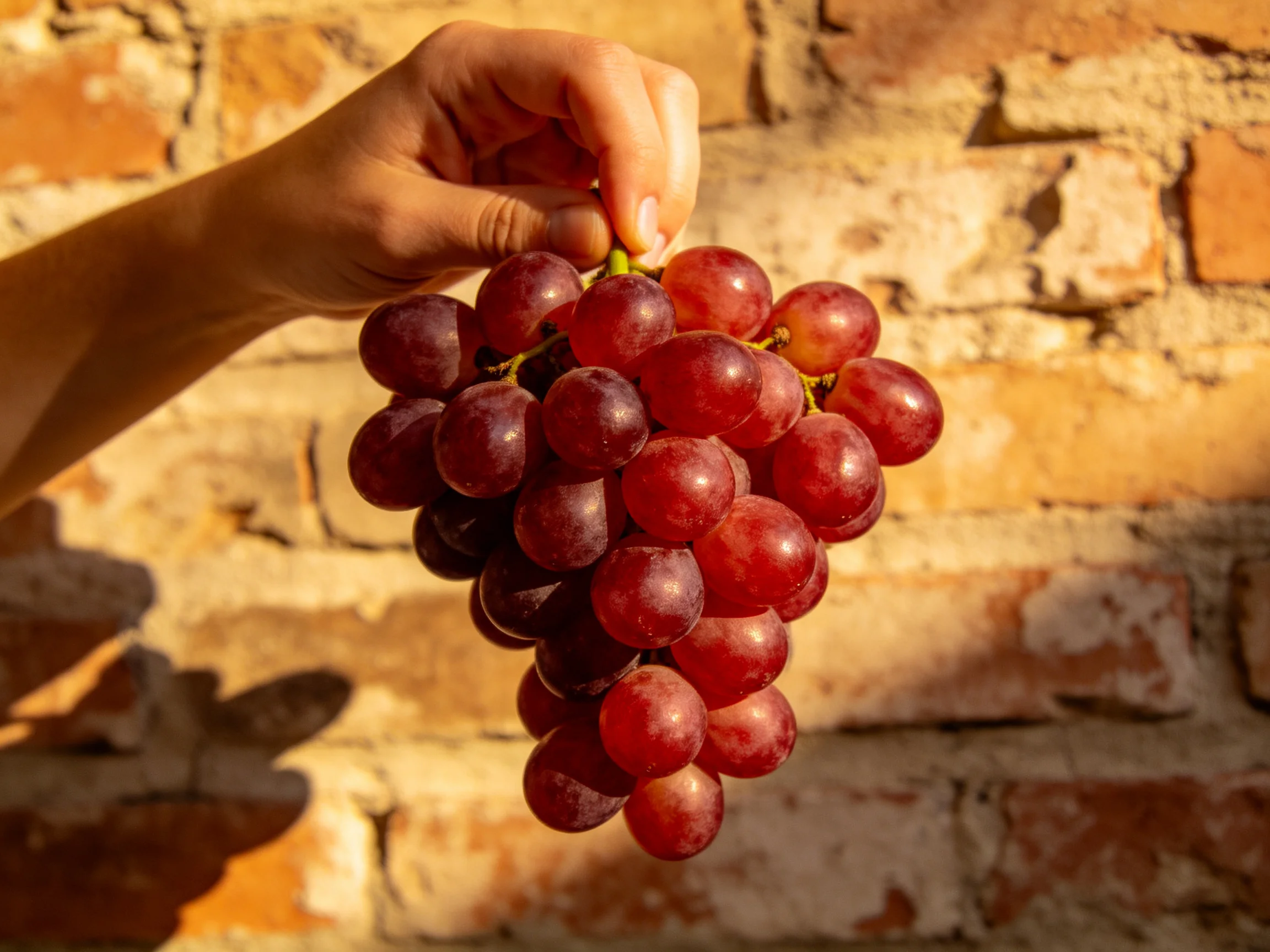 A hand holds a substantial cluster of red grapes beside an aged brick wall