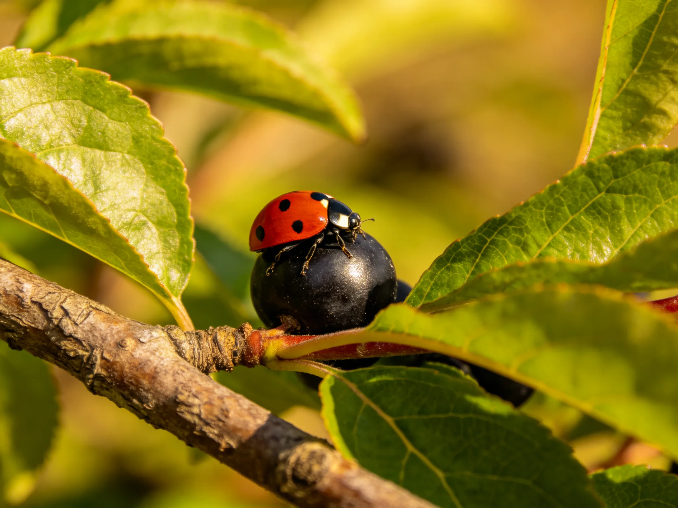 A ladybug rests atop a glossy black berry amid vibrant green leaves