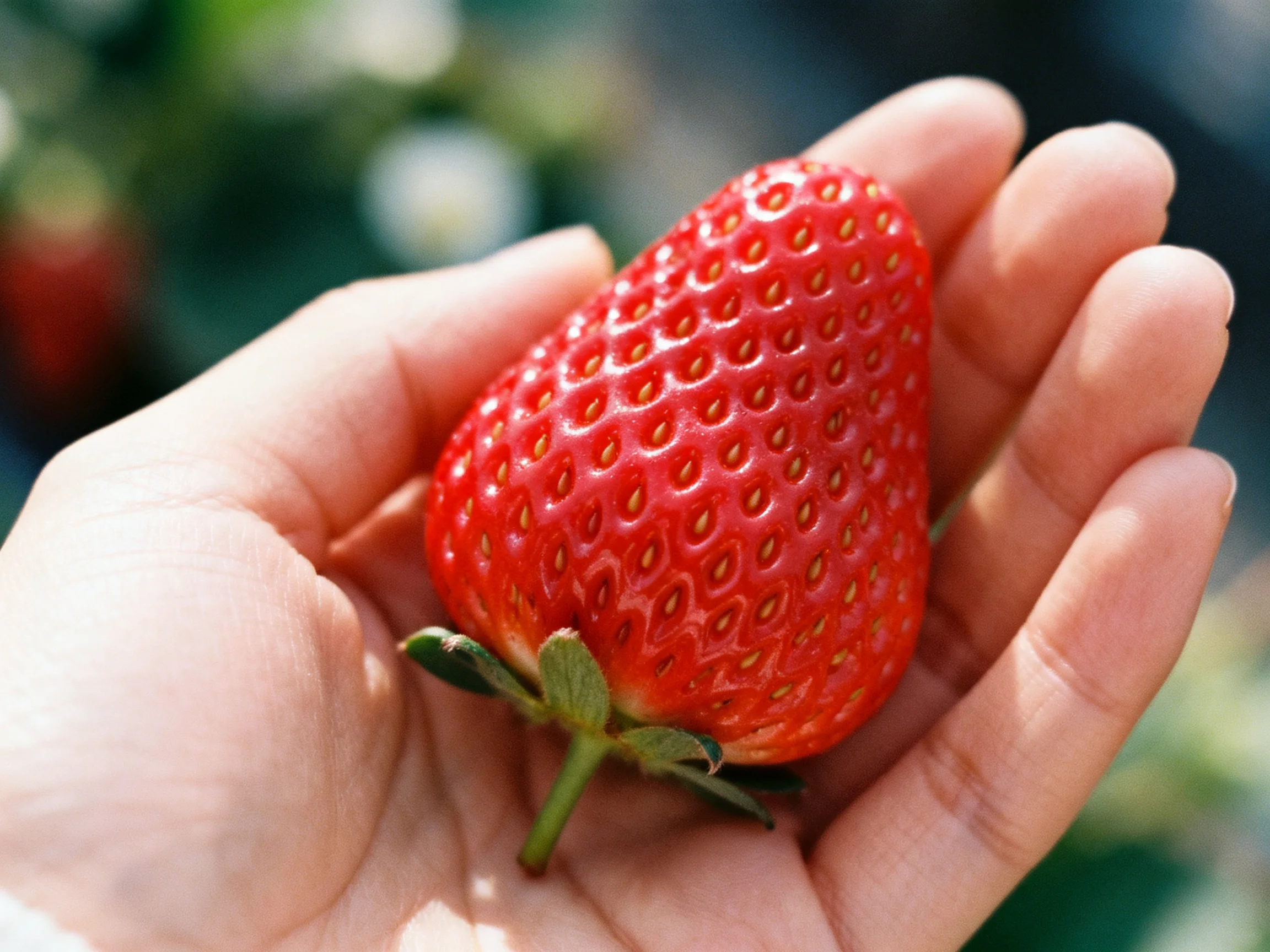A large, bright red strawberry held in an open hand