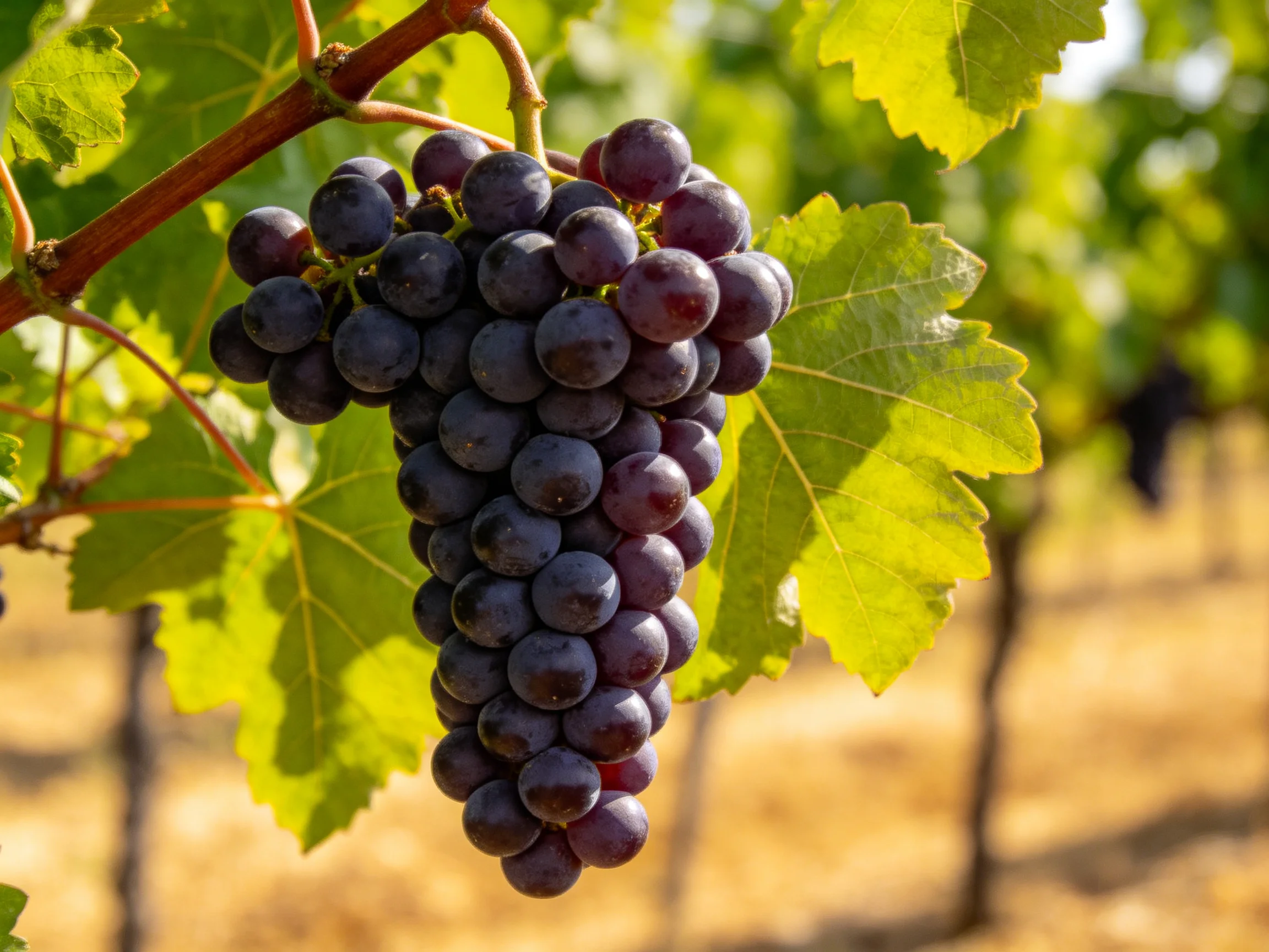 A large cluster of deep purple grapes hangs from a vine amid green foliage