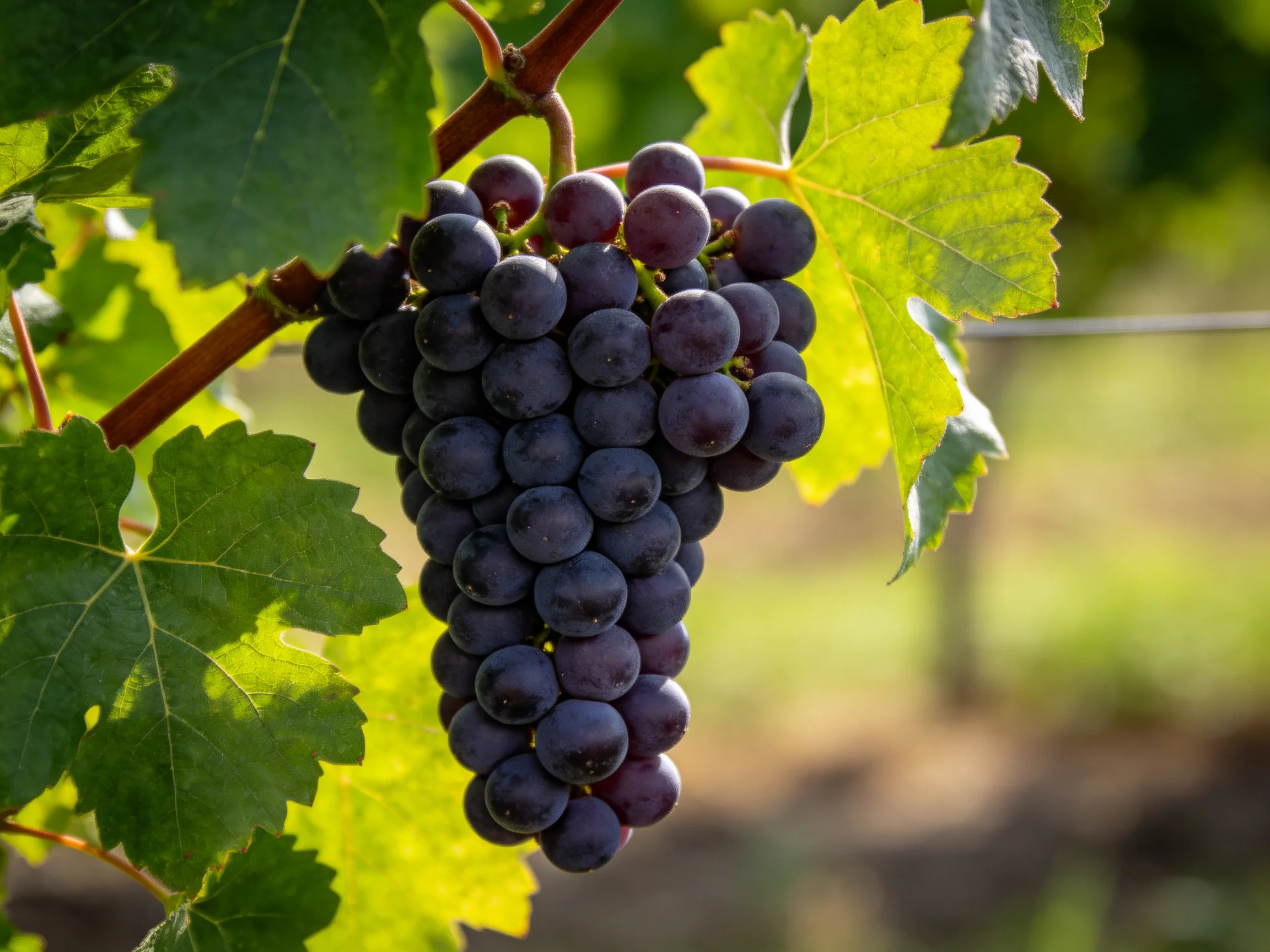 A large cluster of deep purple grapes hangs from a vine amid green leaves