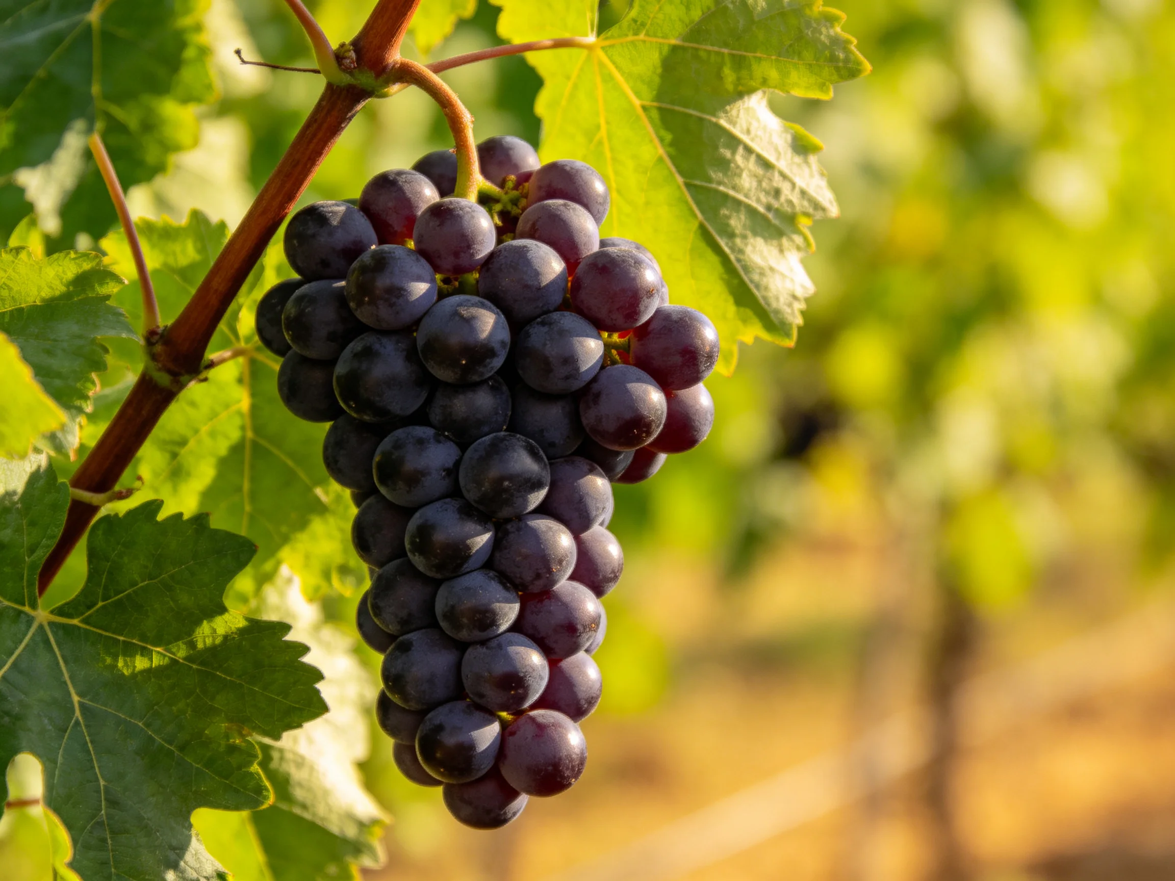 A large cluster of deep purple grapes hangs from a vine in a sunlit vineyard