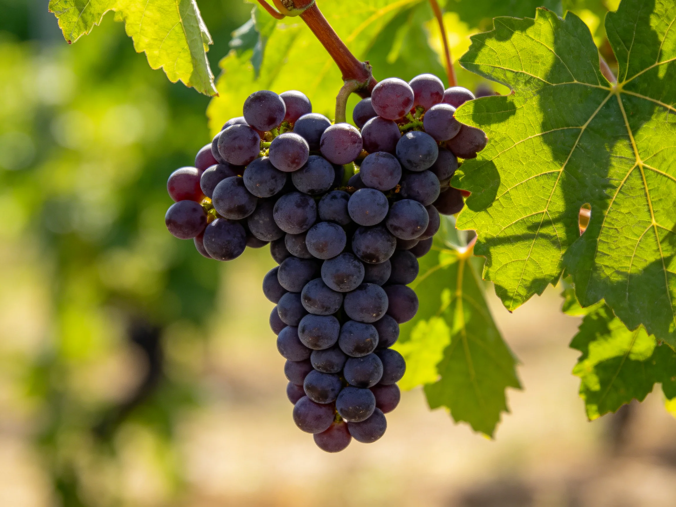 A large cluster of deep purple grapes hangs from lush green vines.