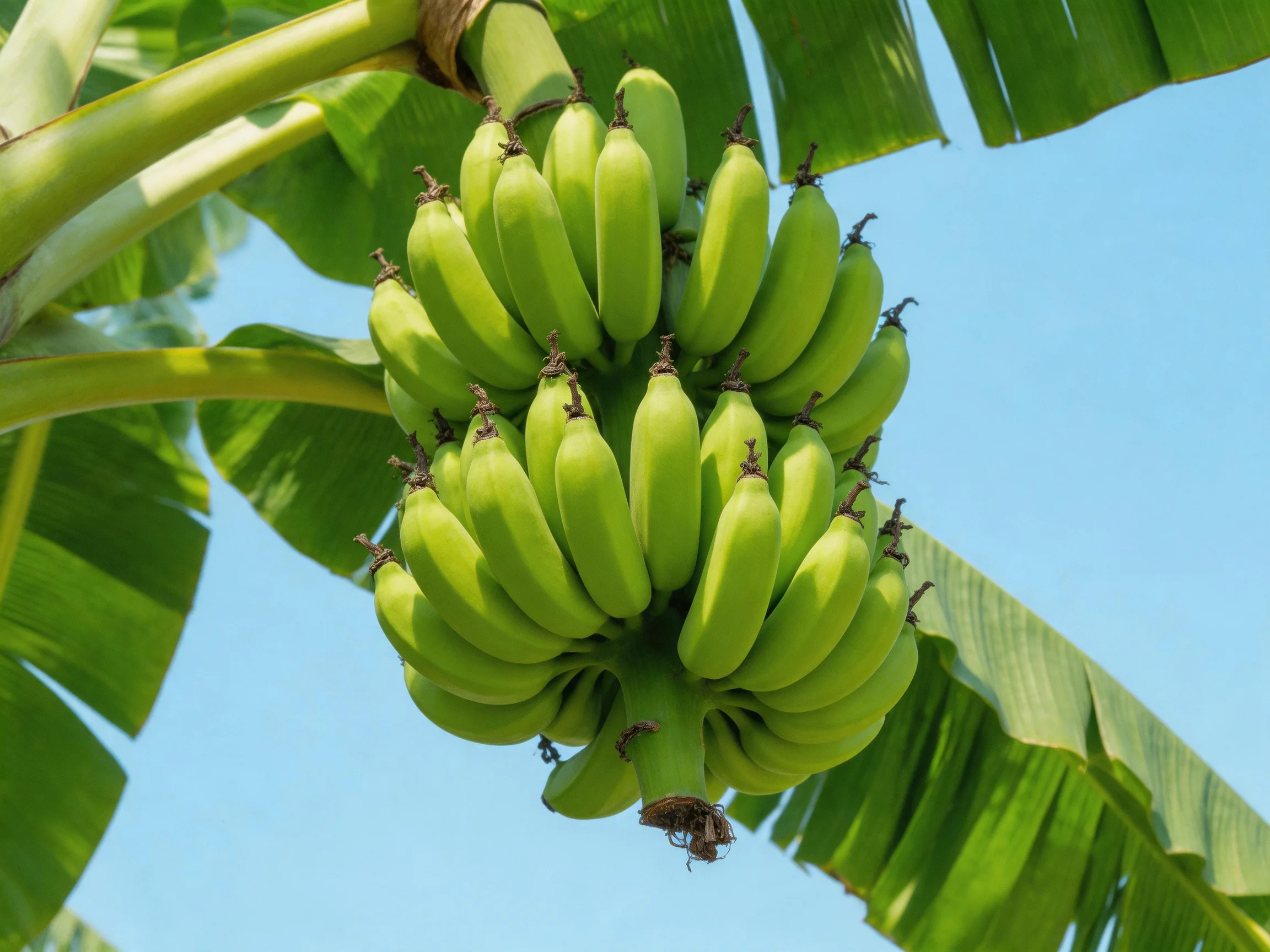A large cluster of unripe green bananas hangs from a banana tree