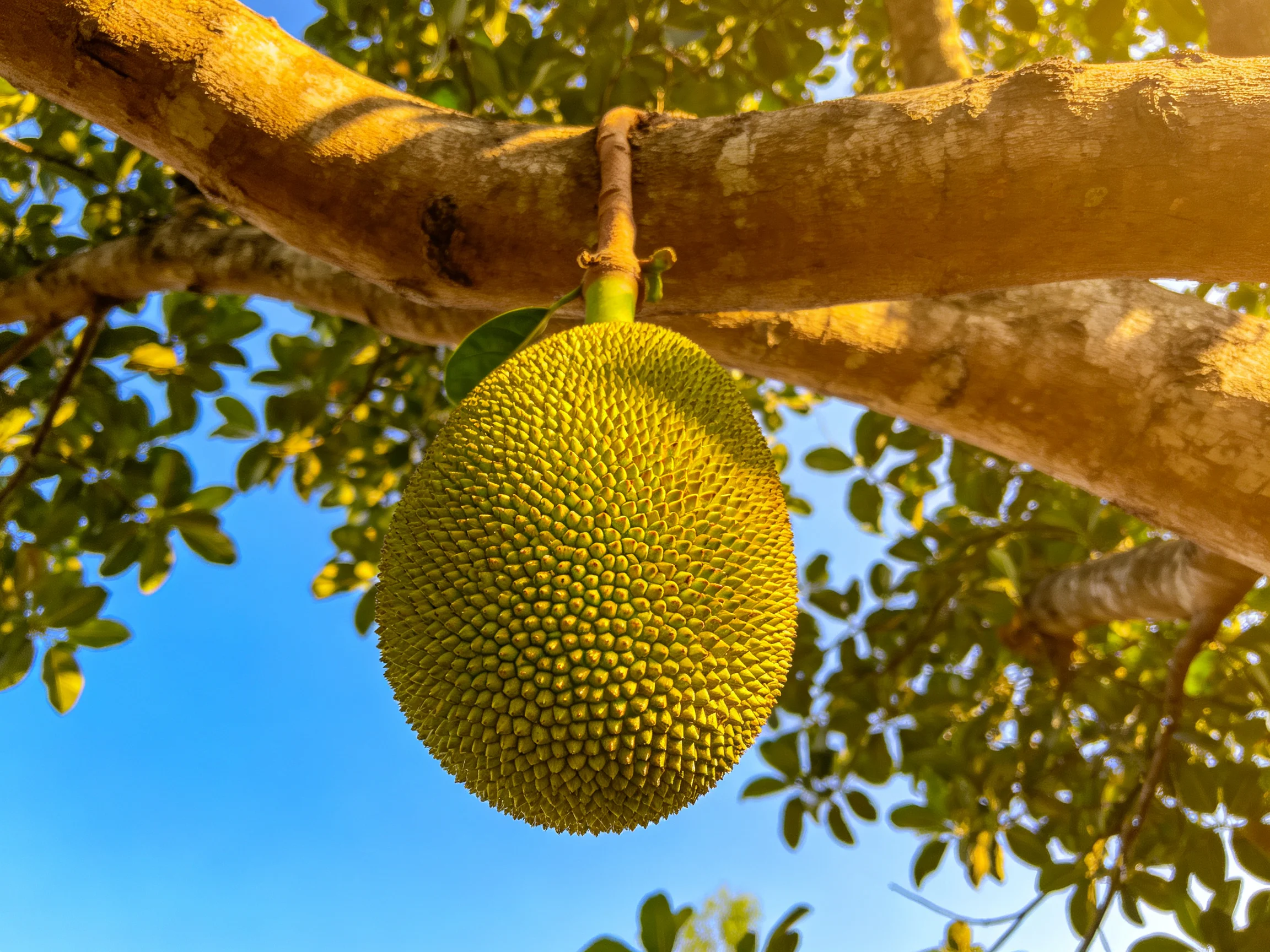 A large green jackfruit hangs from a thick tree branch