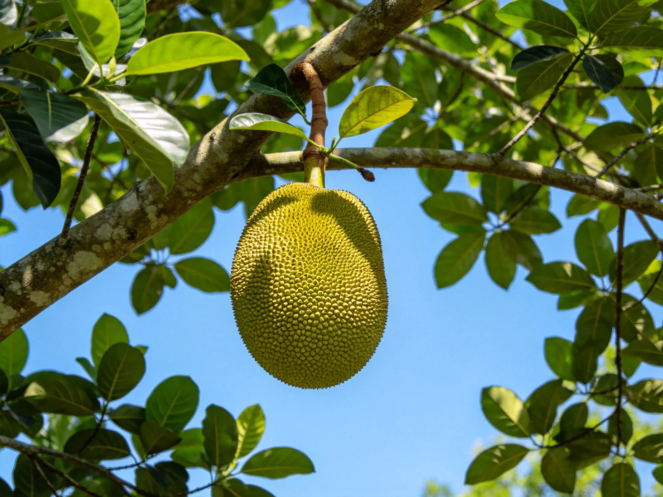 A large green jackfruit hangs from a tree branch among lush leaves