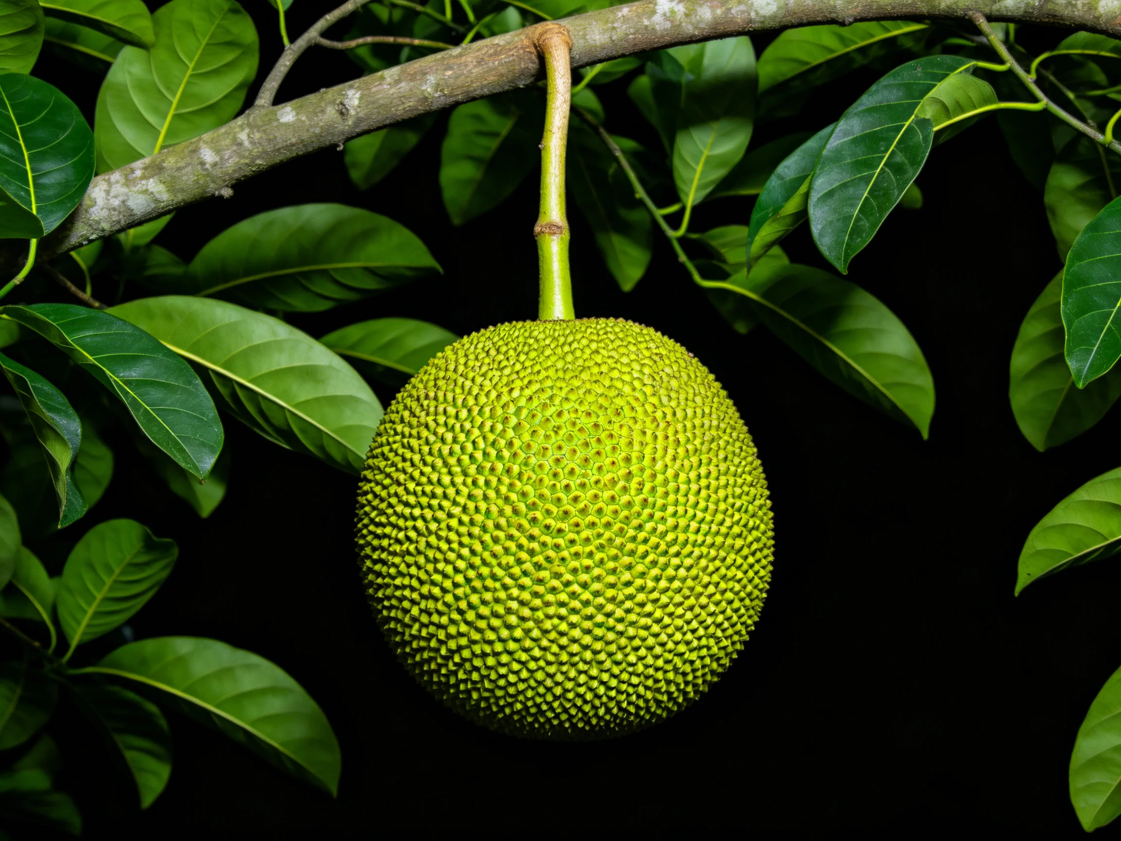 A large green jackfruit hangs from a tree branch among lush leaves