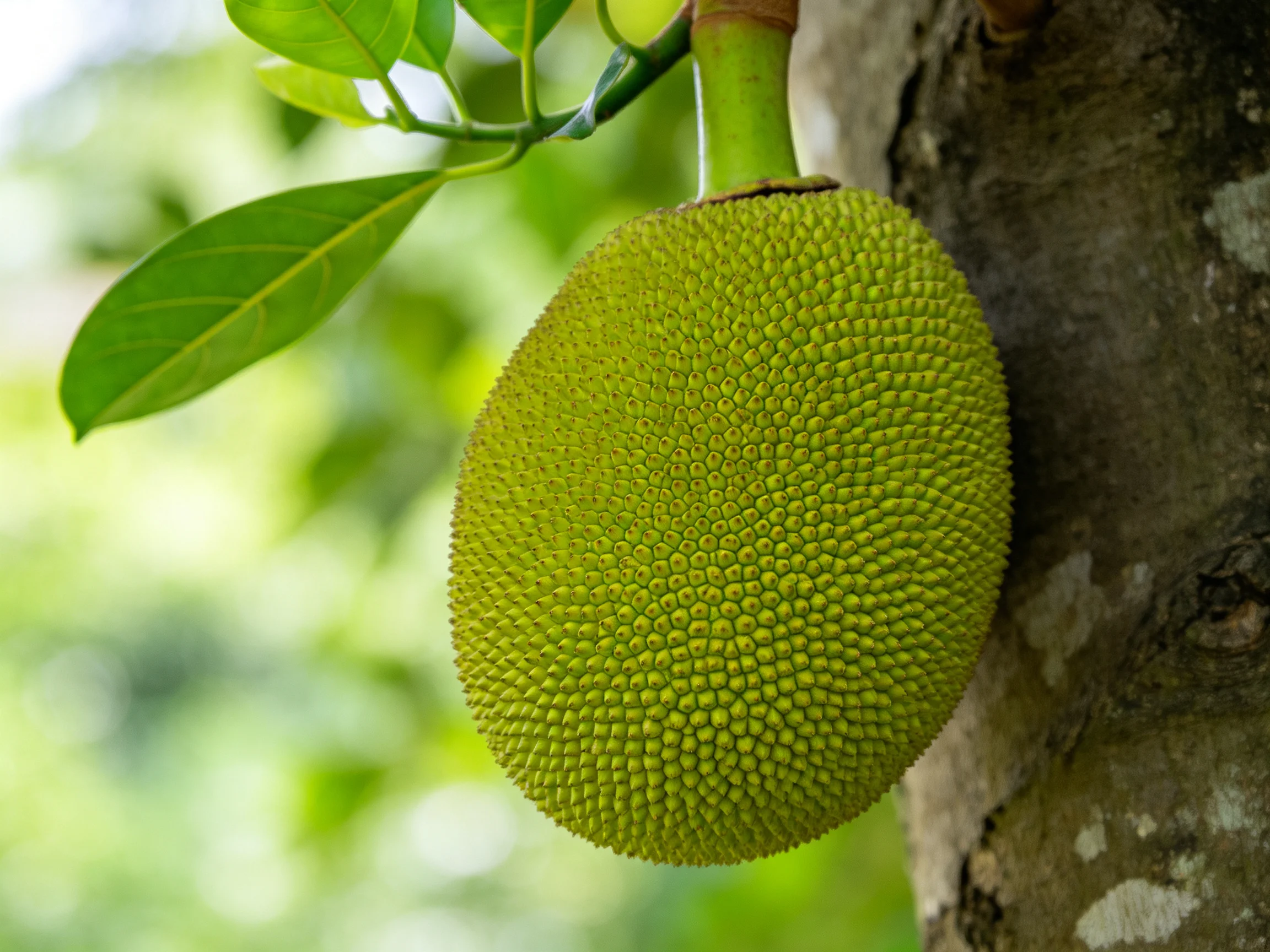 A large green jackfruit hangs from a tree trunk