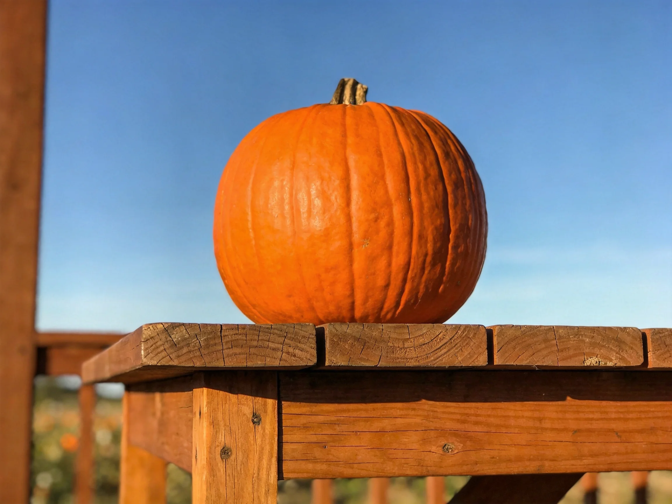 A large orange pumpkin sits on a wooden table under a clear blue sky