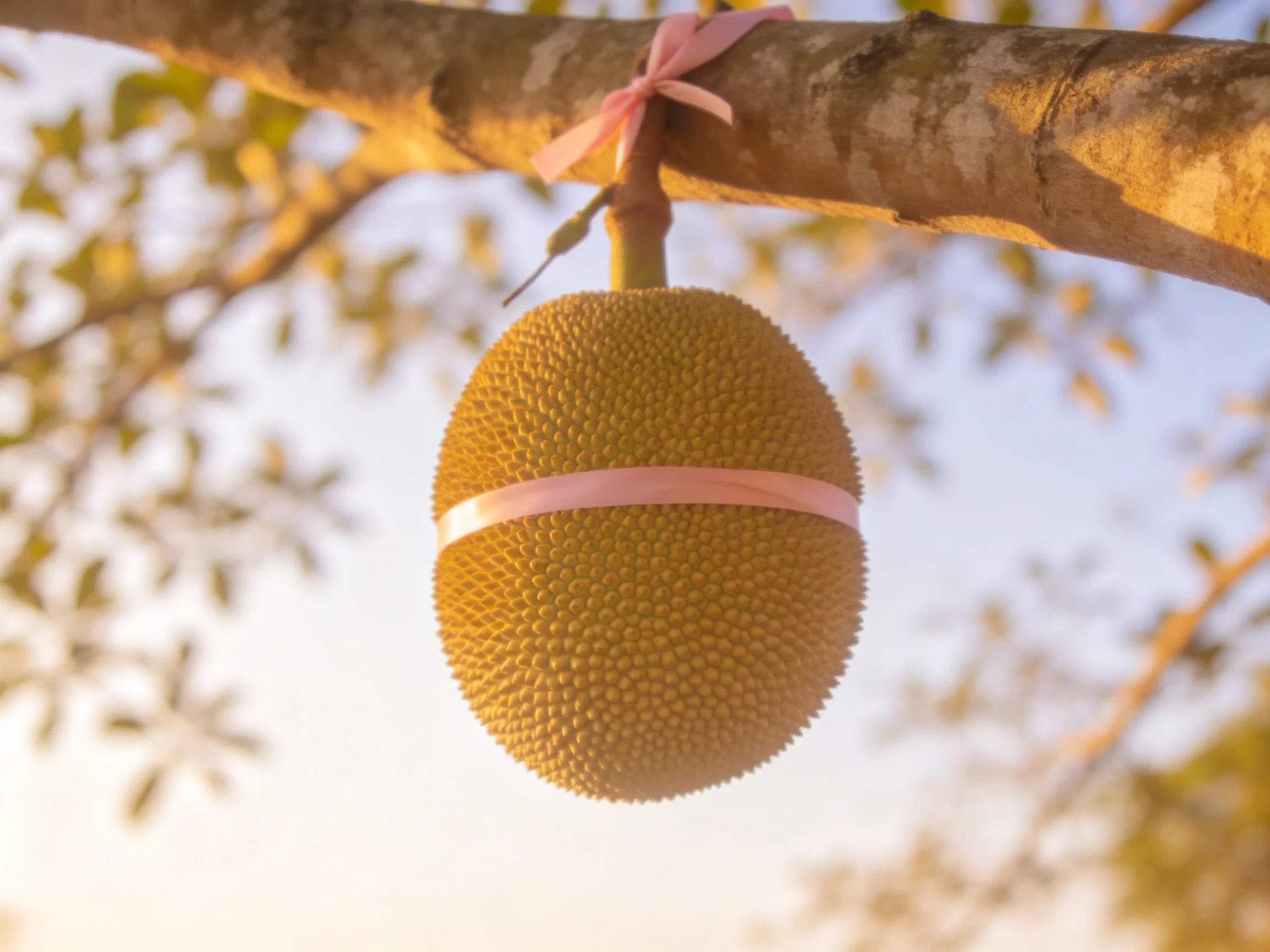 A large spiky jackfruit hangs from a tree branch with pink ribbons