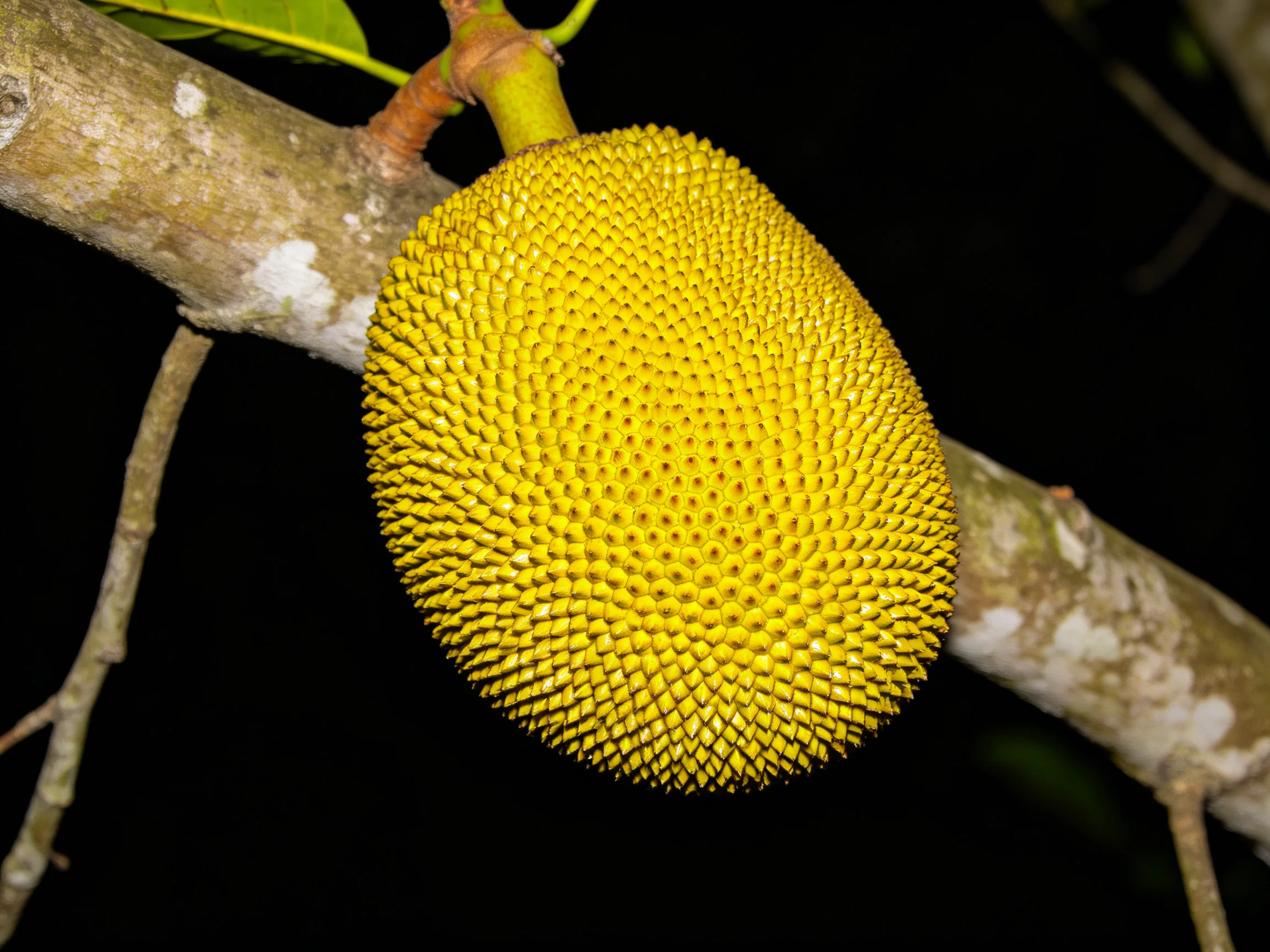 A large, spiky yellow jackfruit hangs from a tree branch