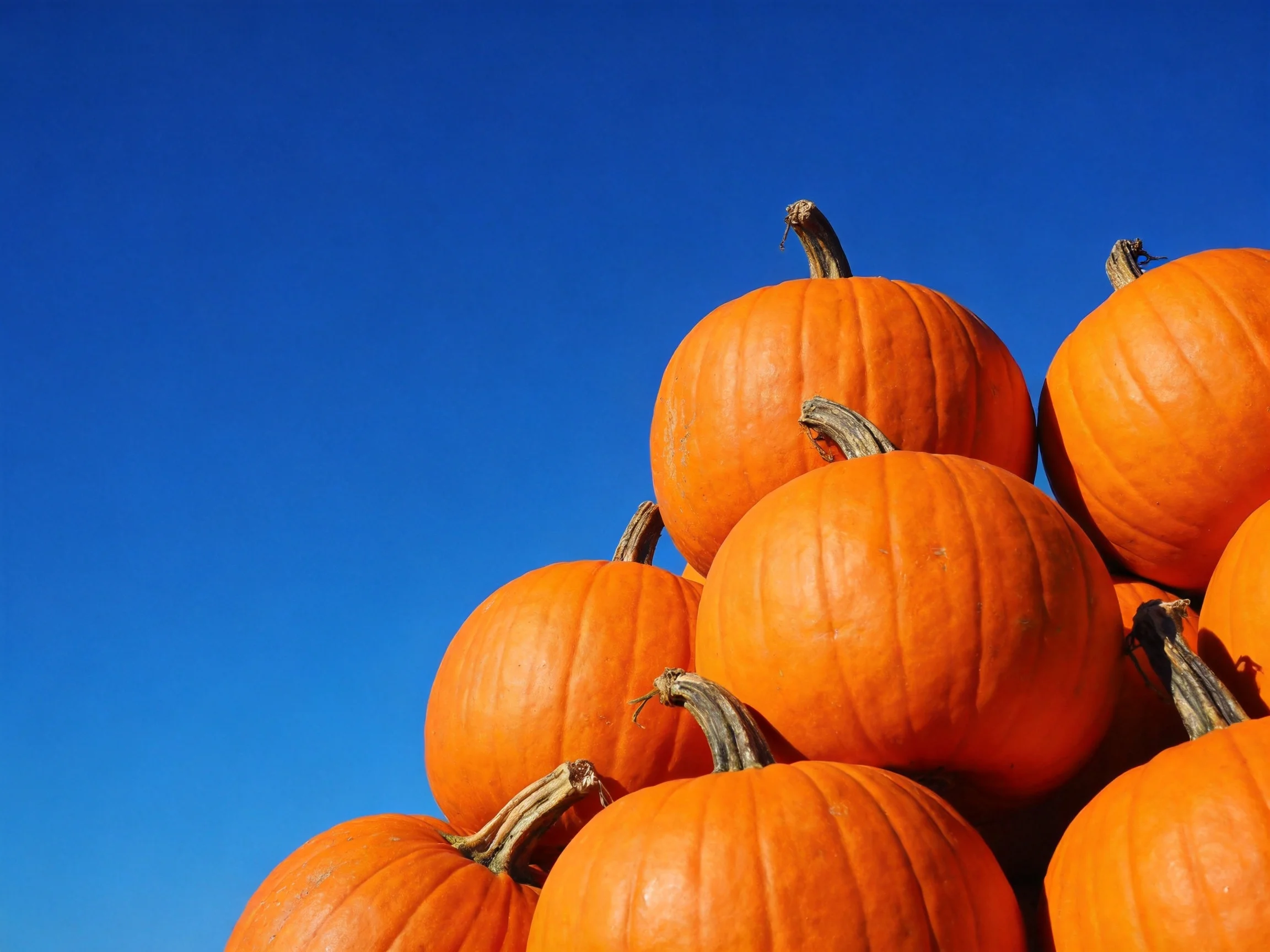 A large stack of bright orange pumpkins against a clear blue sky
