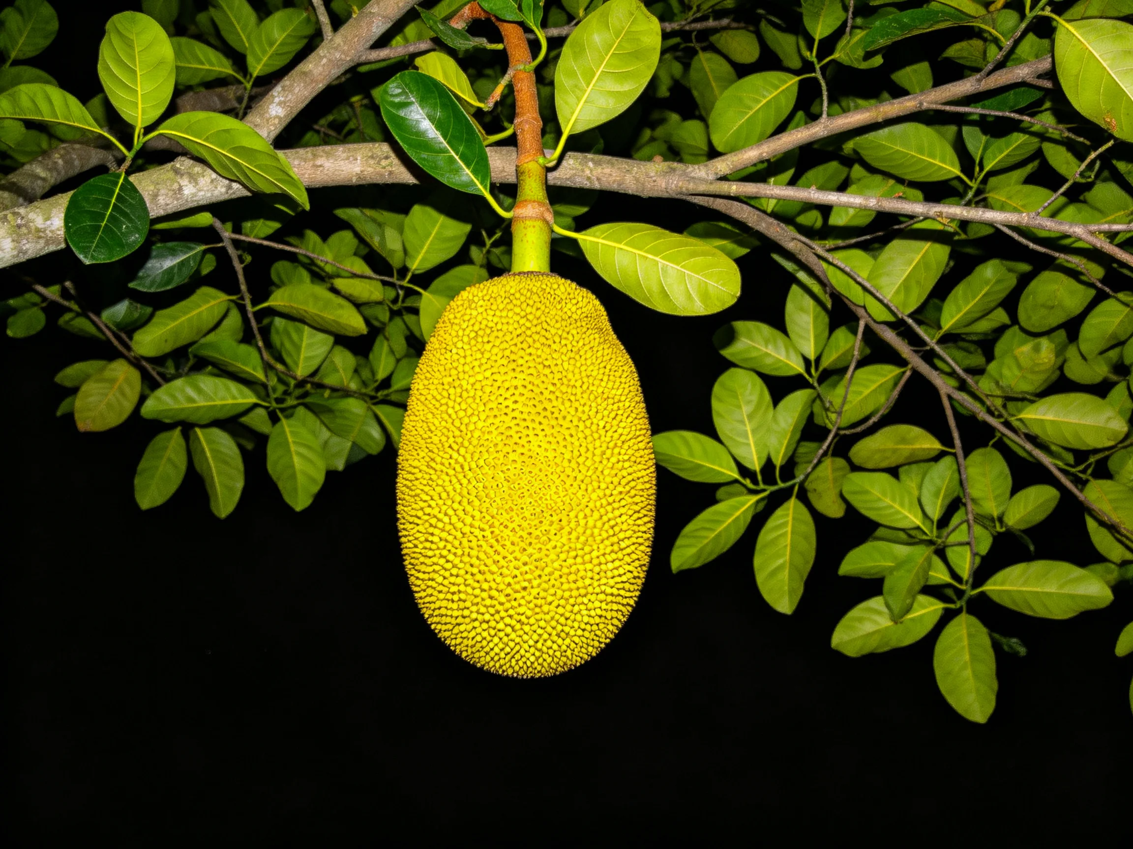A large yellow jackfruit hangs from a leafy tree branch