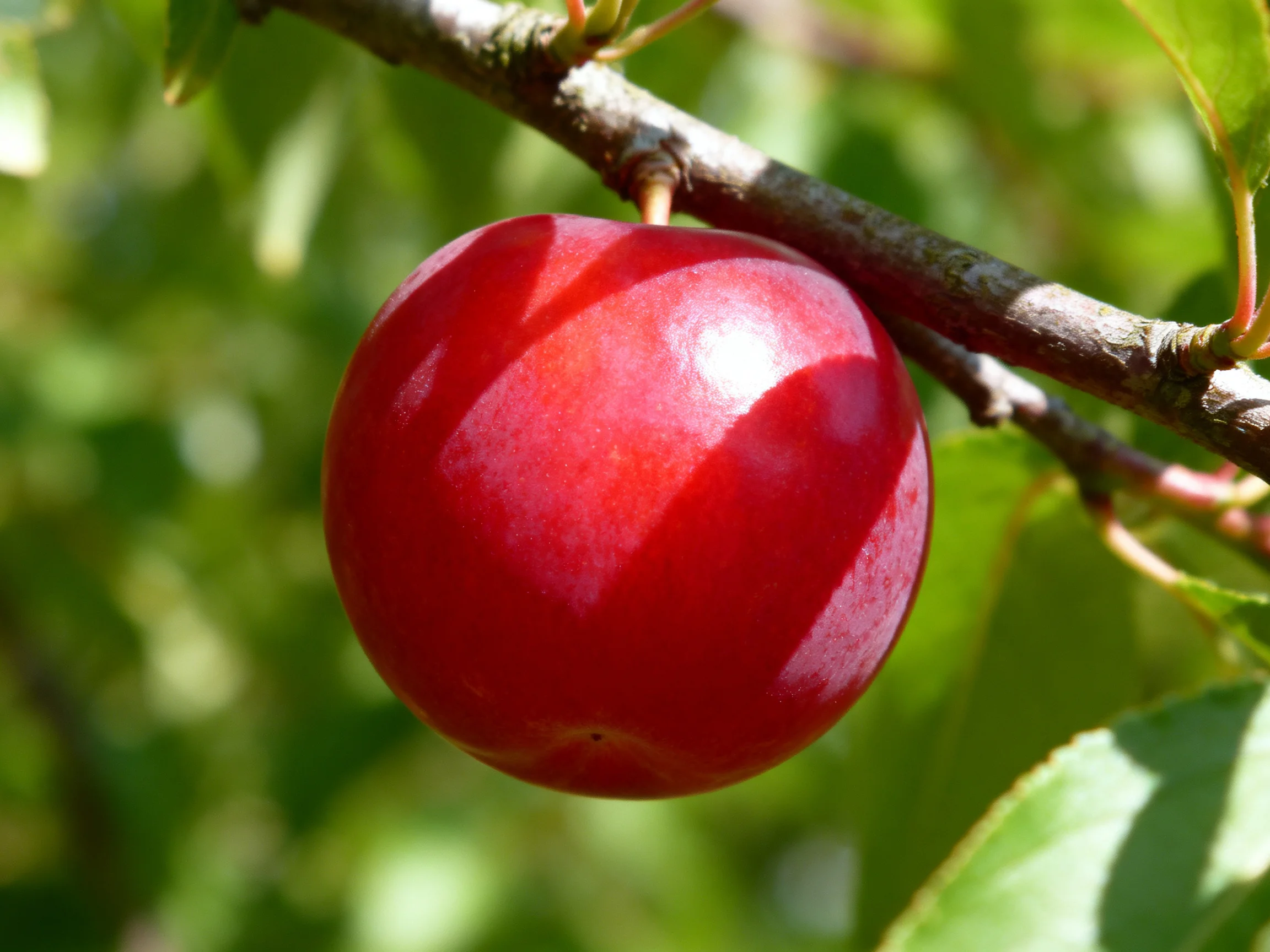 A lustrous red plum dangles from a tree branch among verdant leaves