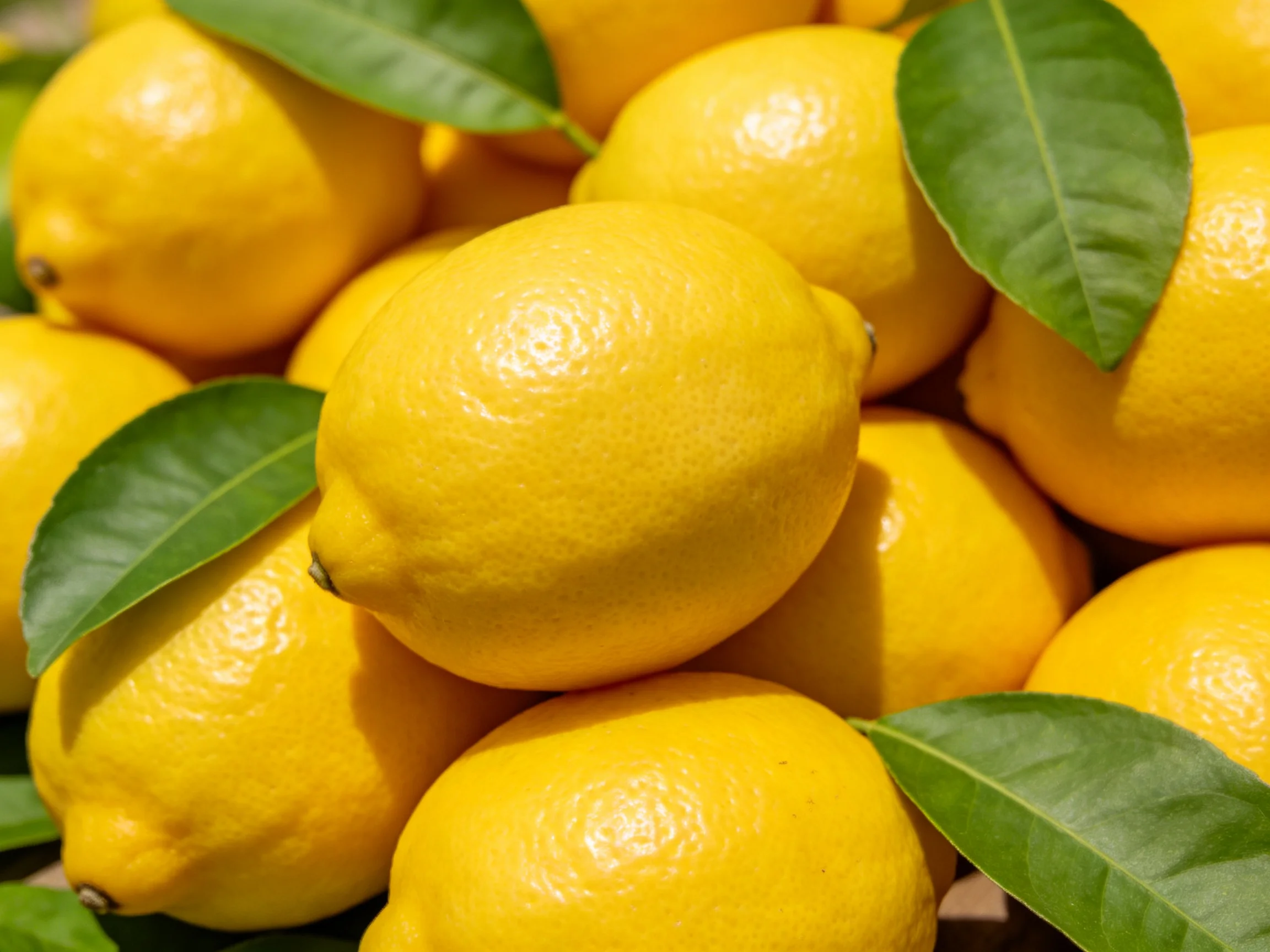 A pile of bright yellow lemons with fresh green leaves