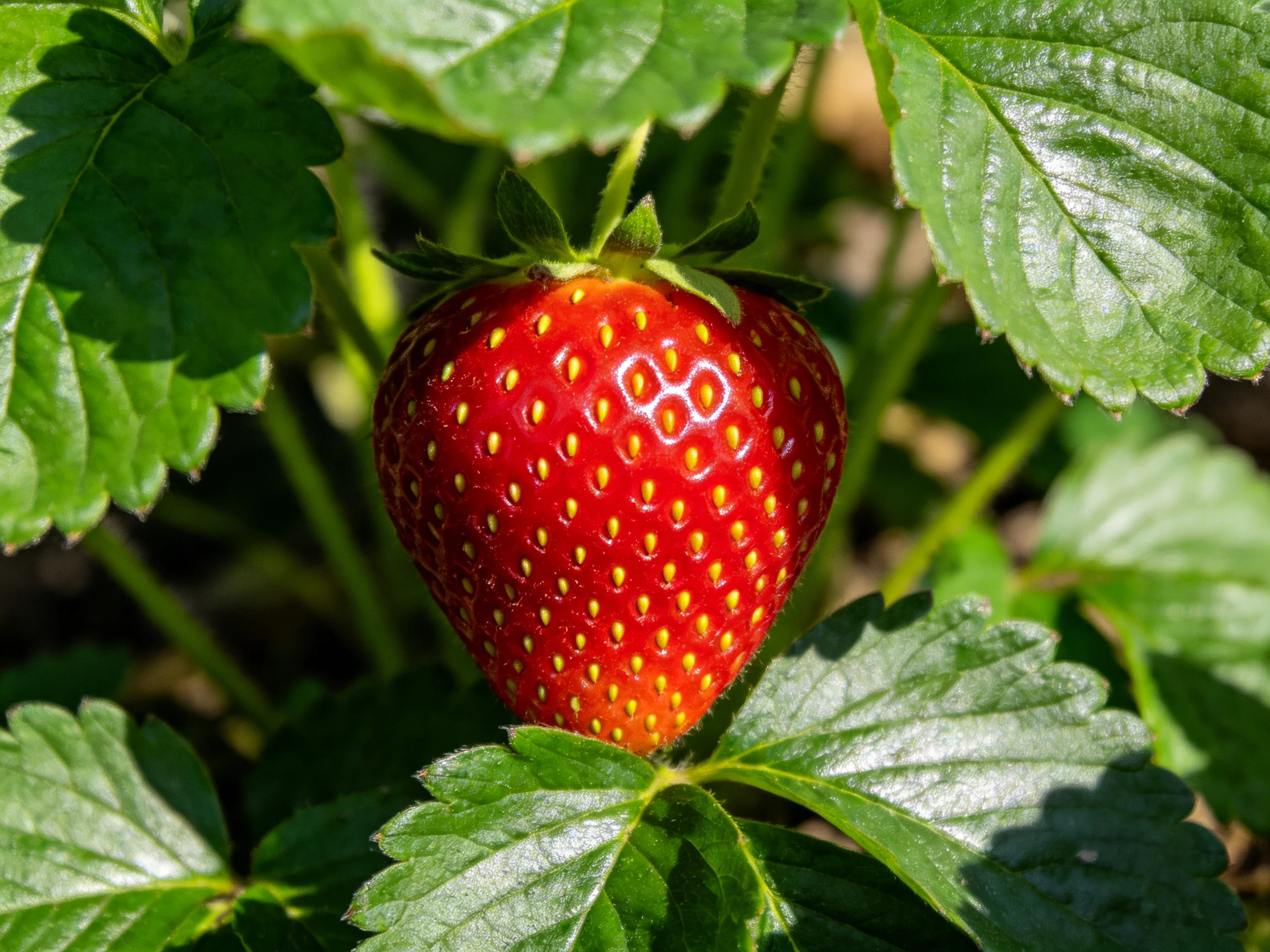 A plump red strawberry nestled among large green leaves