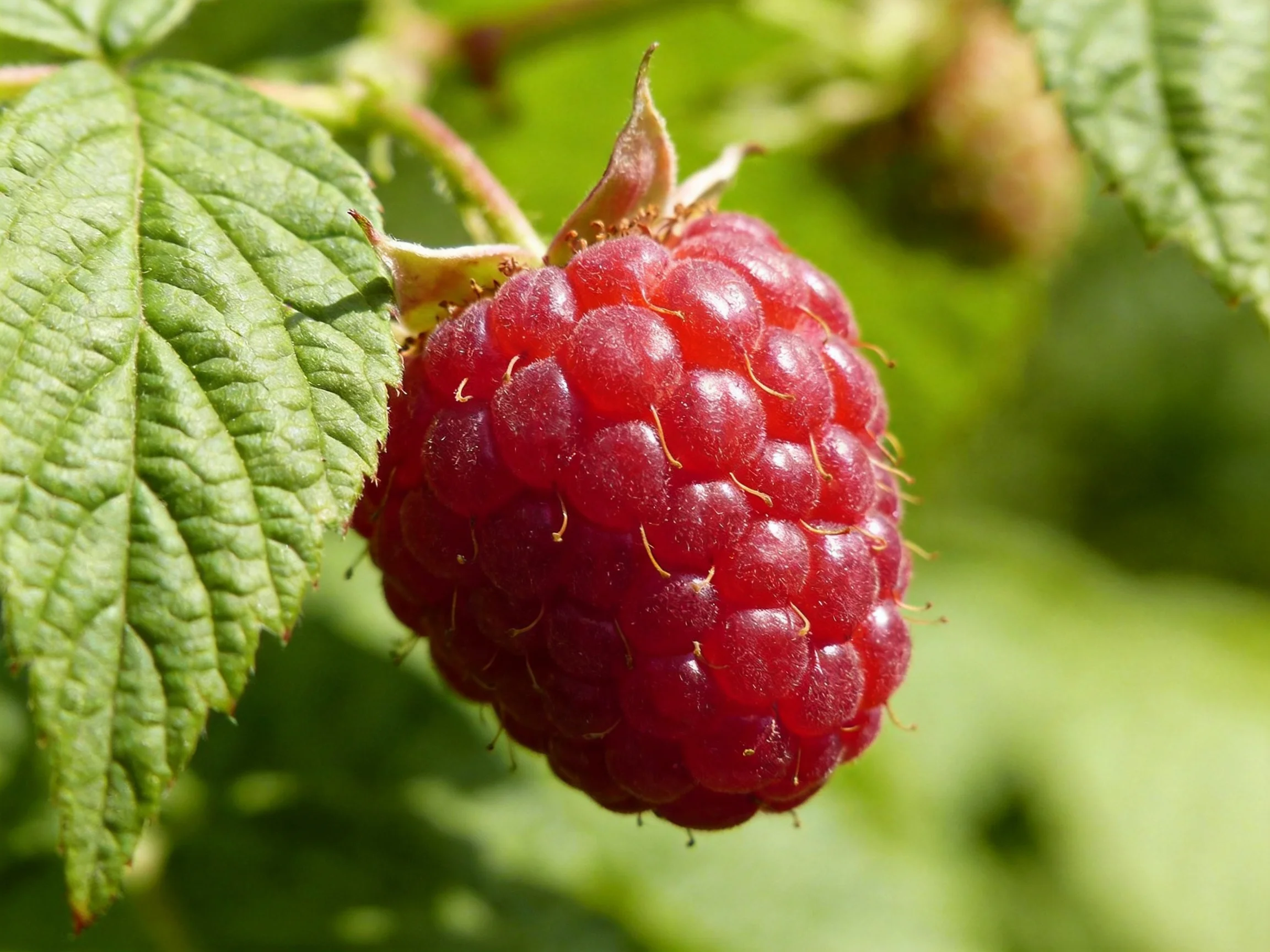 A plump, vibrant red raspberry hangs from a leafy branch