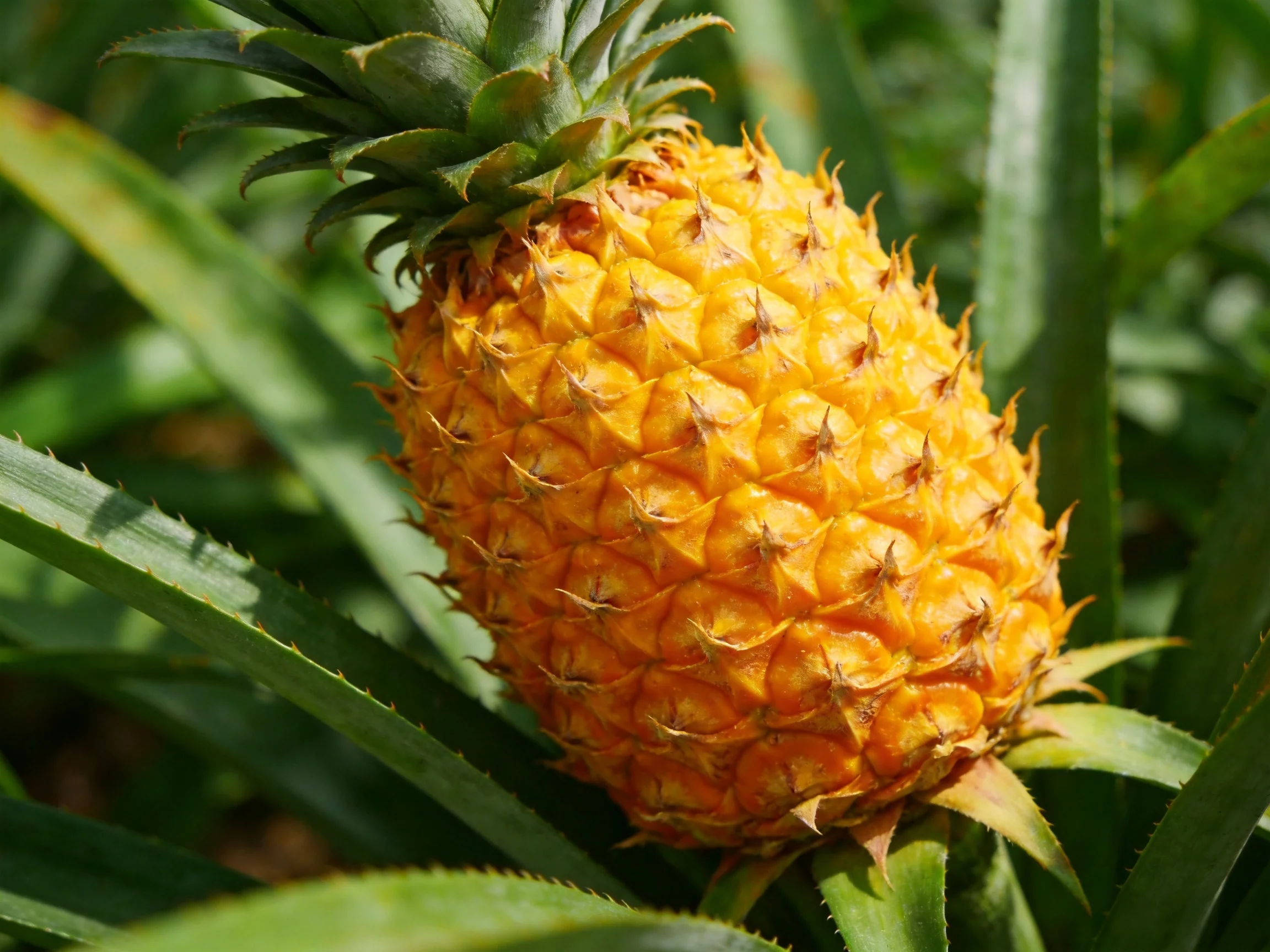 A ripe golden pineapple amidst lush green foliage