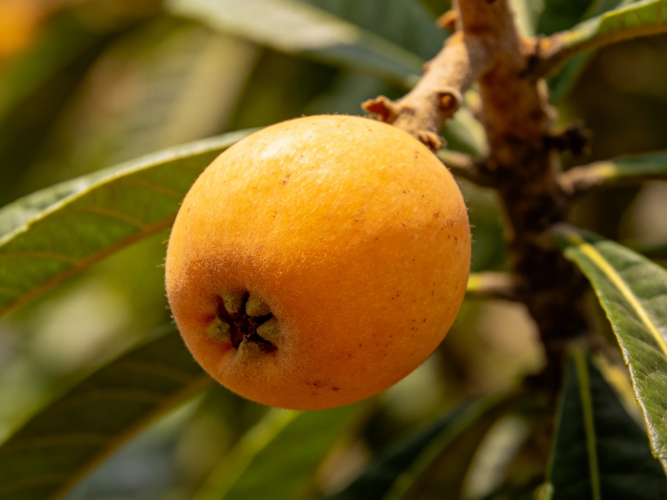 A ripe orange loquat hanging from a brown tree branch amid green foliage