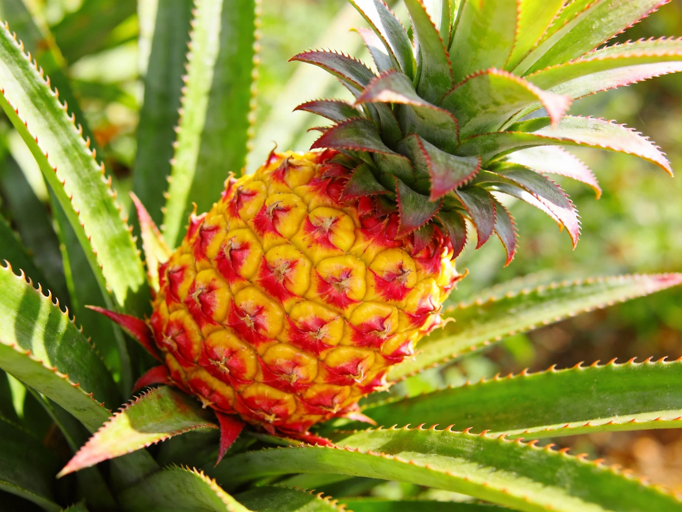 A ripe pineapple amidst lush, spiky tropical foliage