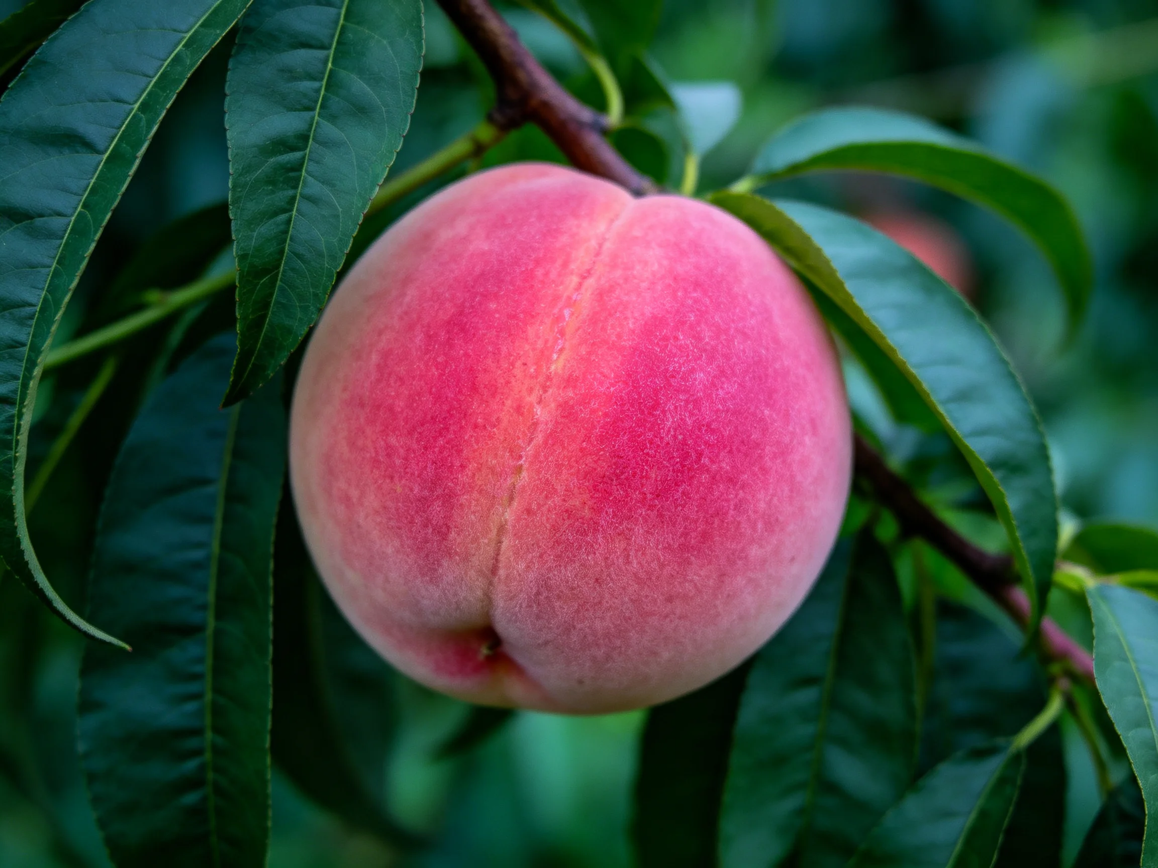 A ripe pink peach hangs from a branch among lush green foliage.