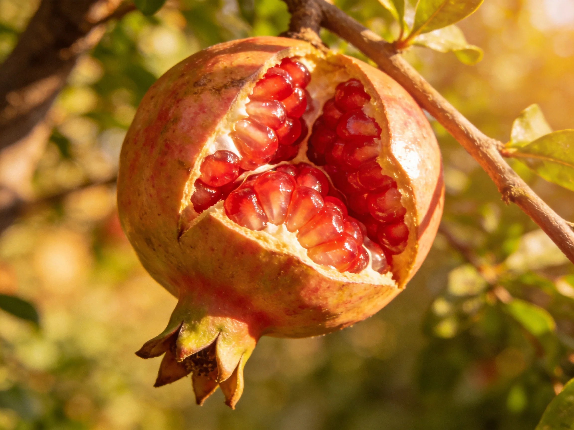 A ripe pomegranate with exposed red seeds hangs from a tree branch.