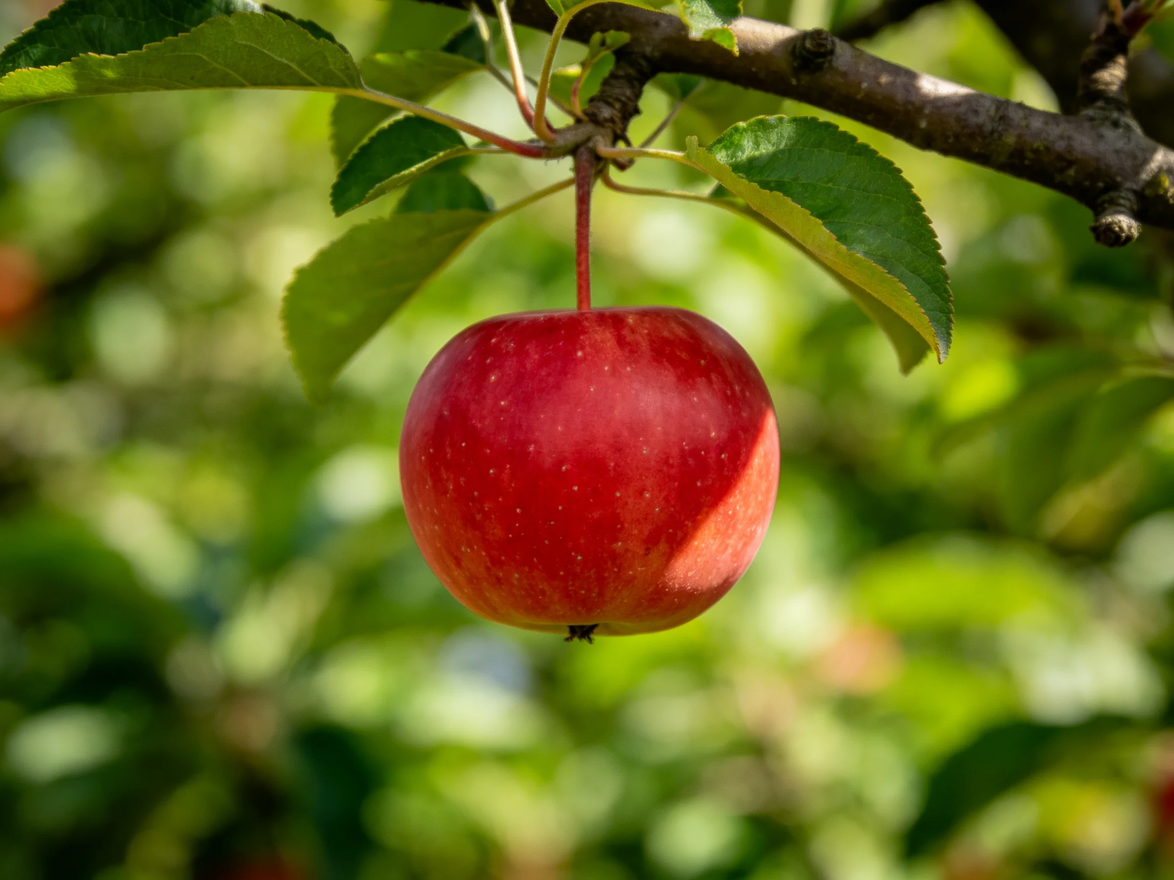 A ripe red apple dangles from a tree branch among green foliage