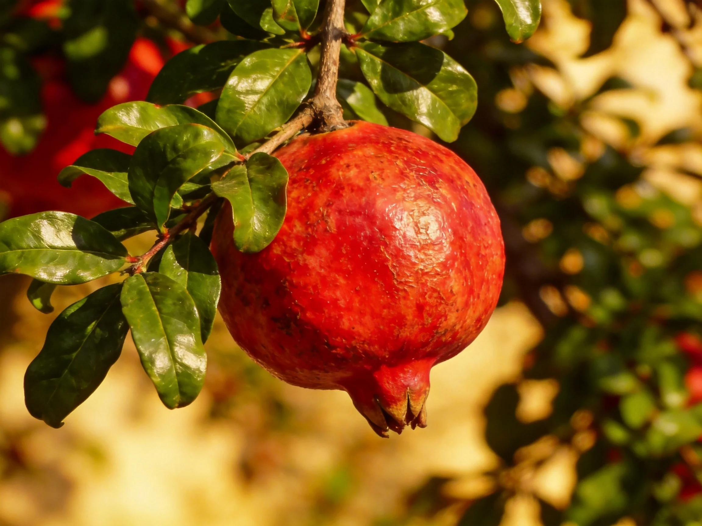 A ripe red pomegranate hangs from a tree with glossy green leaves