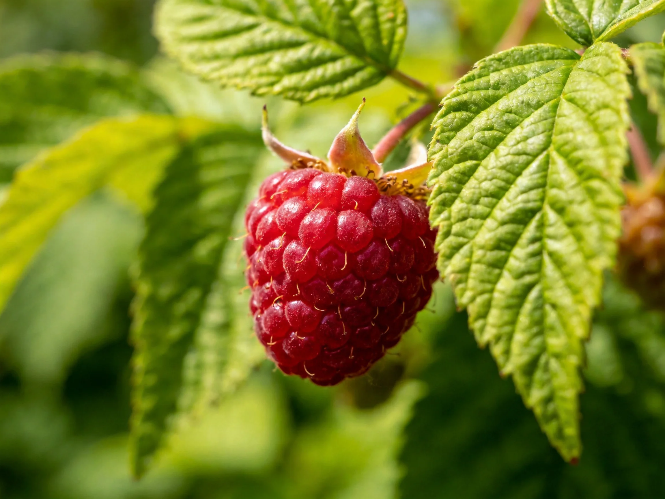 A ripe red raspberry hangs among vibrant green leaves