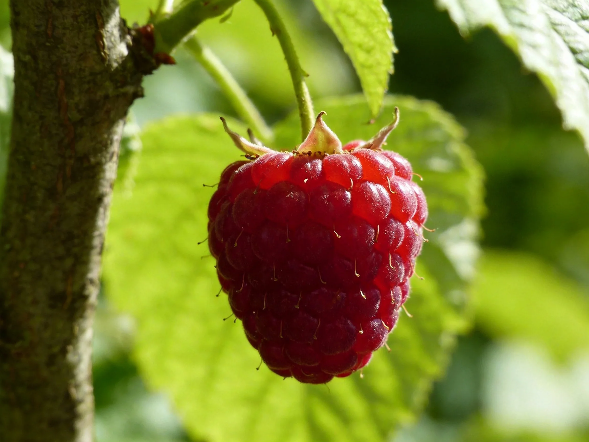A ripe red raspberry hangs from a branch amid lush green foliage.