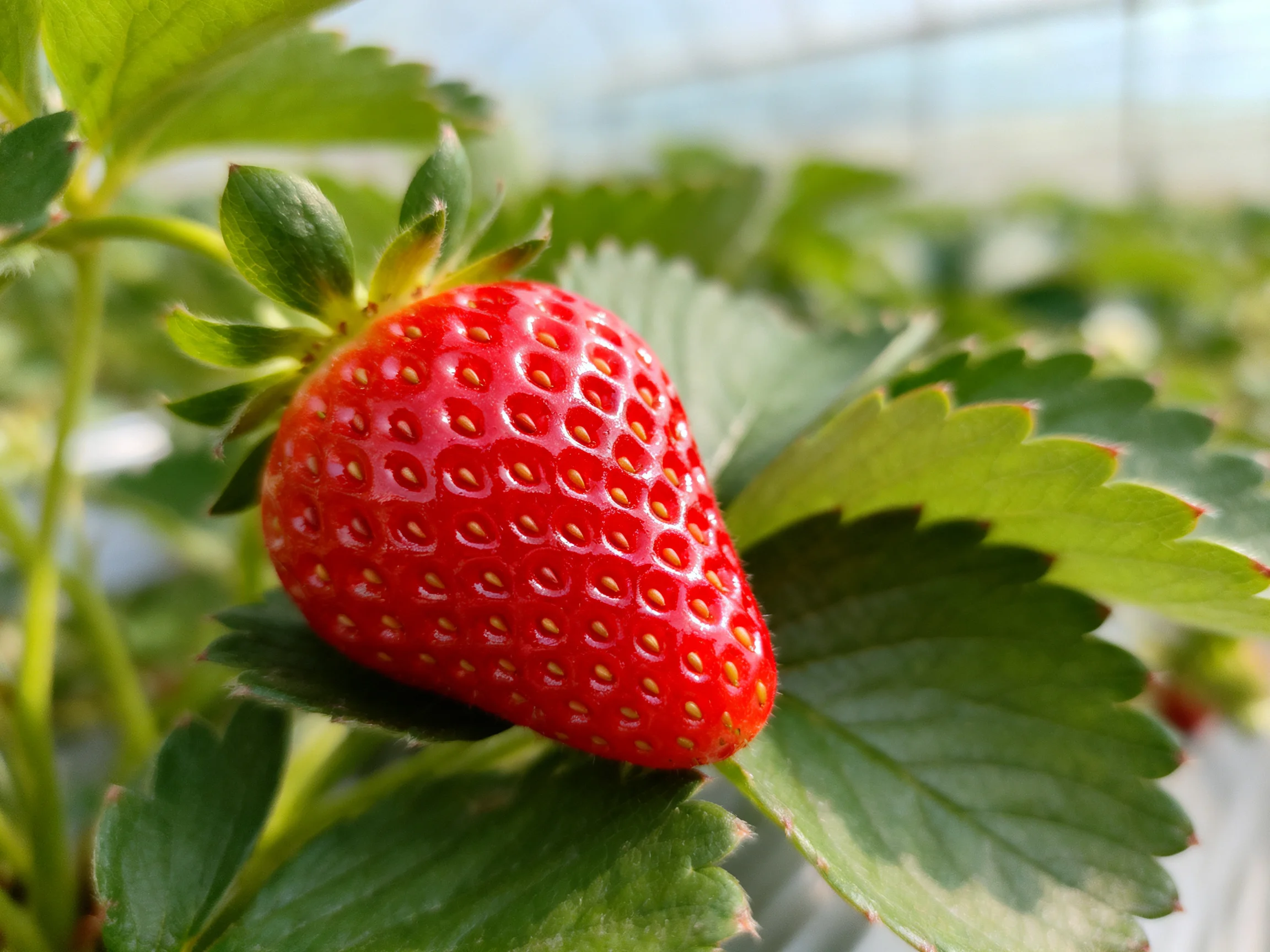 A ripe red strawberry with lush green foliage