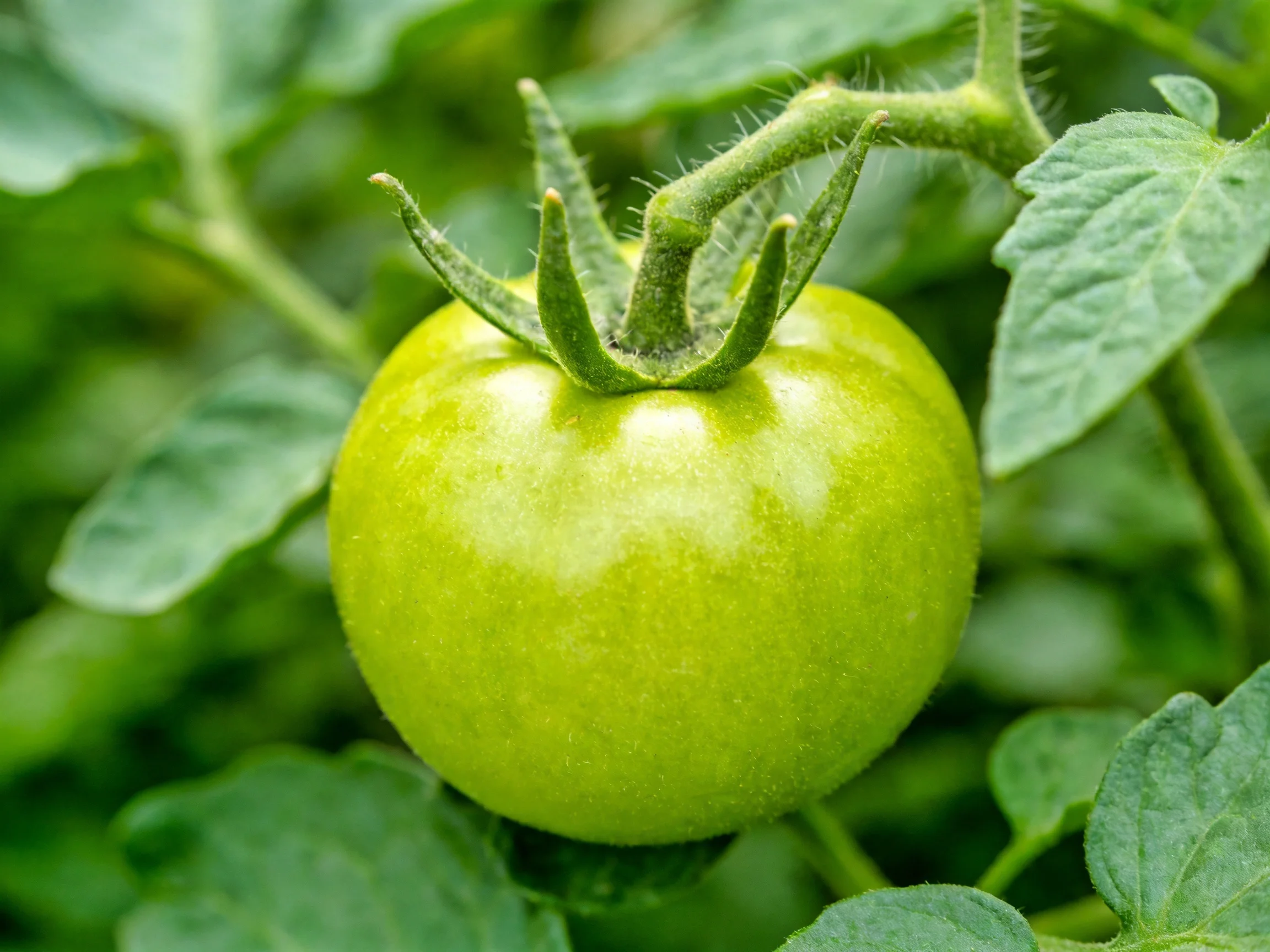 A round green tomato ripening amidst lush foliage