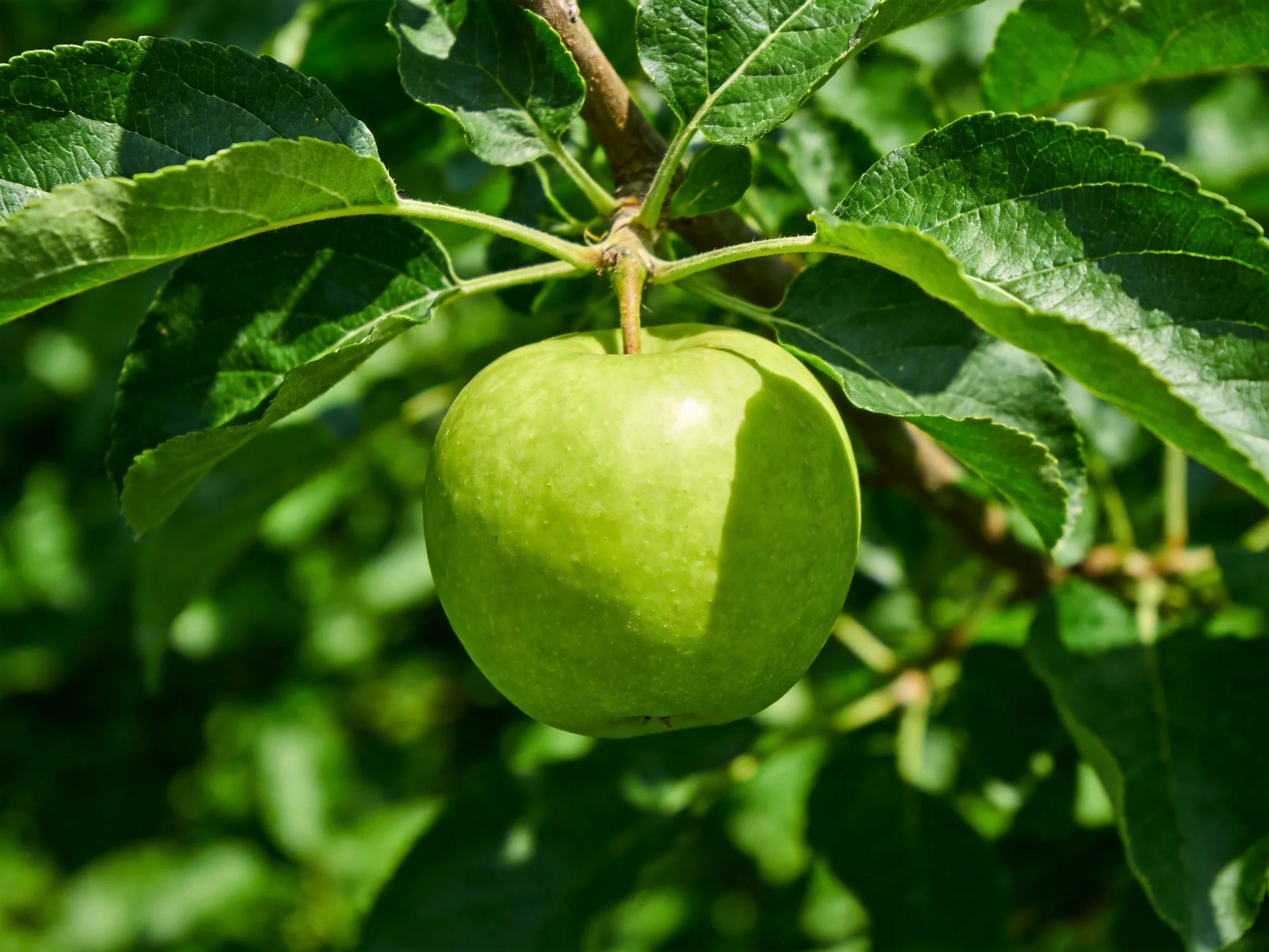 A single bright green apple hangs from a leafy tree branch