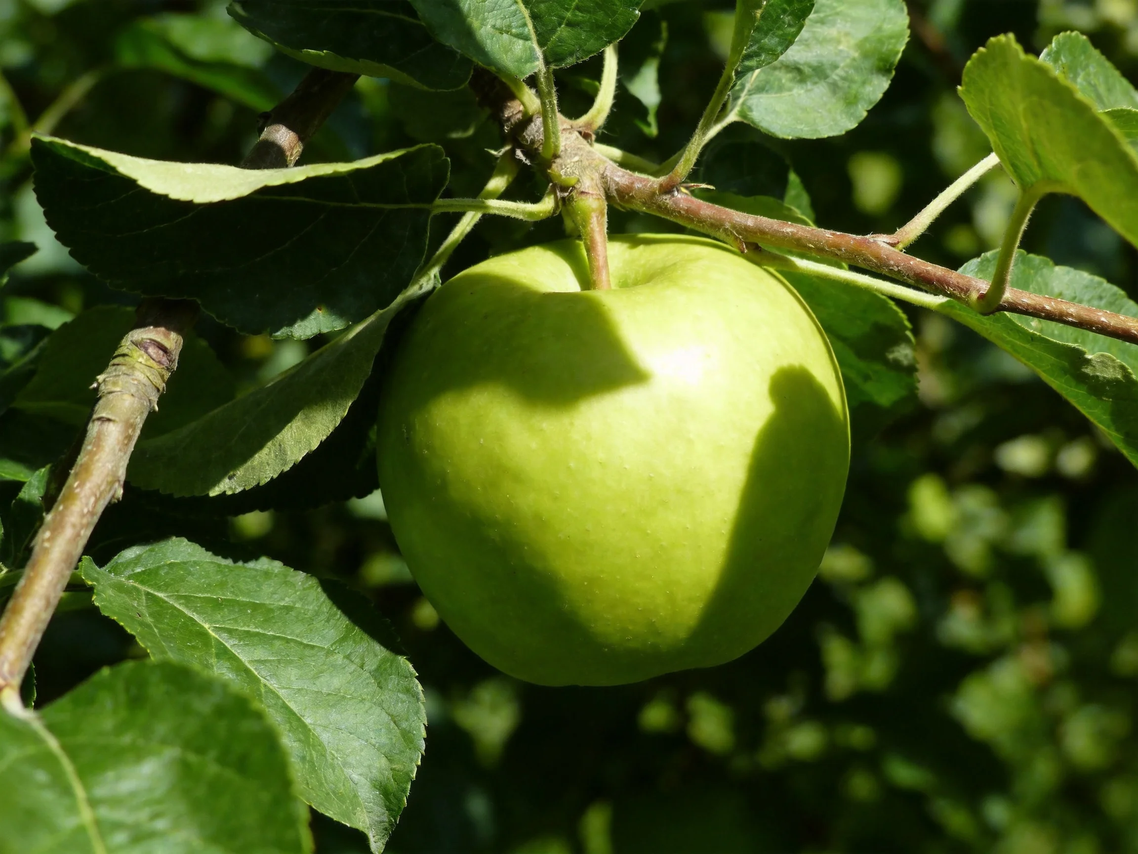 A single bright green apple hangs from a leafy tree branch