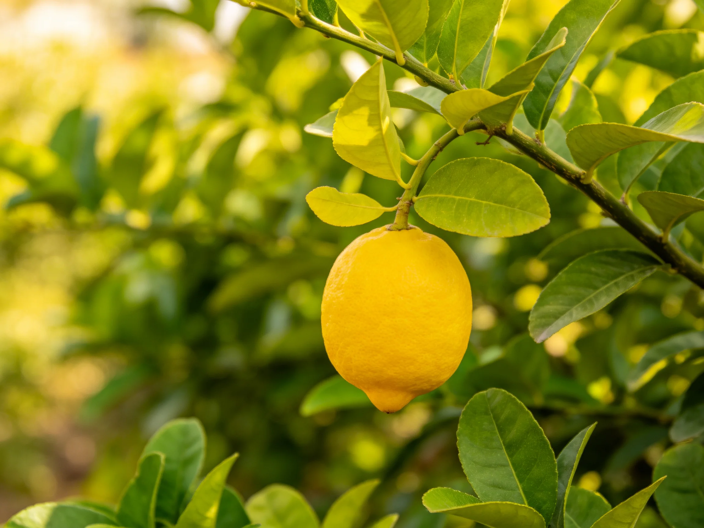 A single bright yellow lemon hangs from a leafy citrus branch