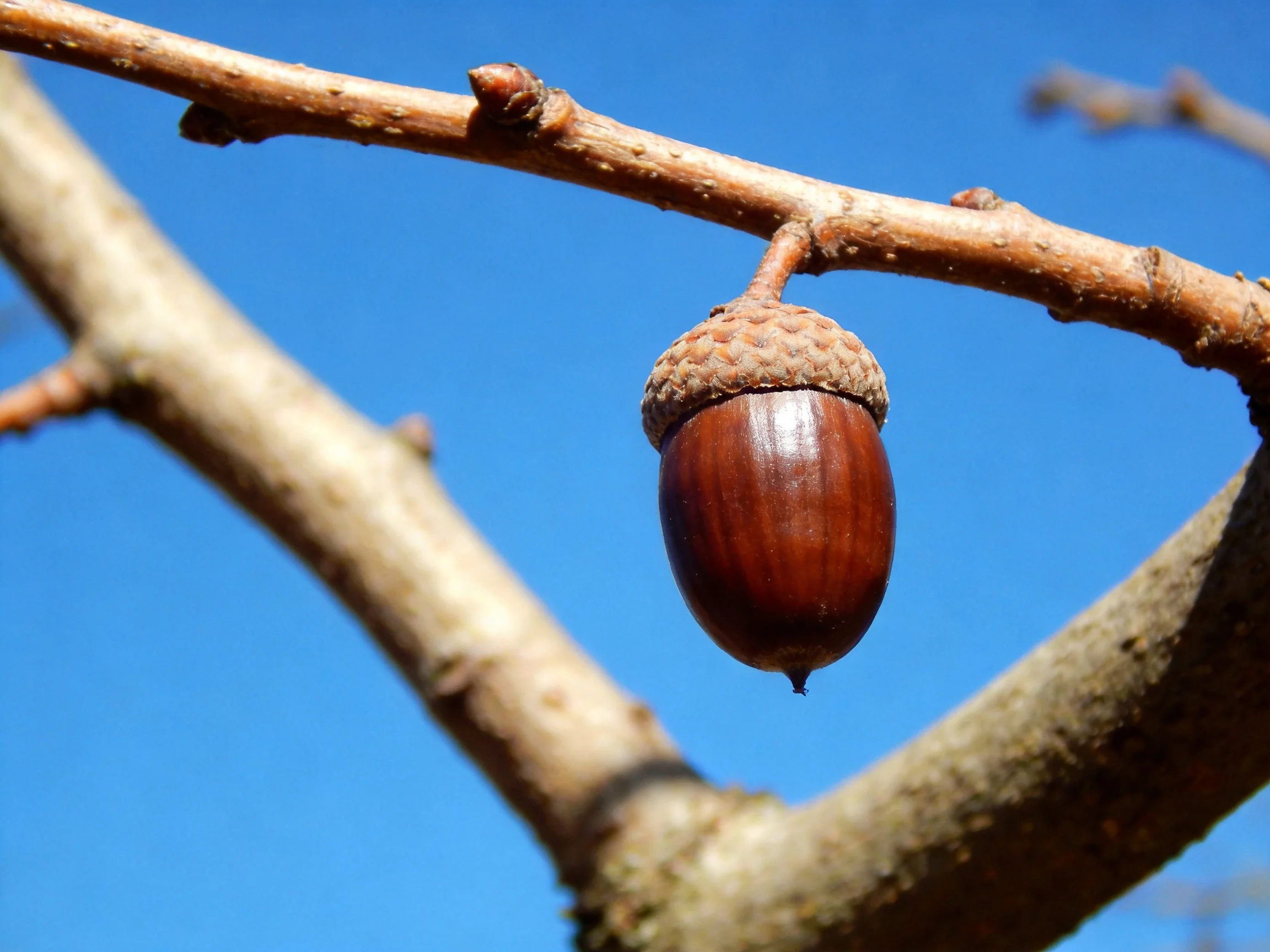 A single brown acorn hangs from a textured tree branch