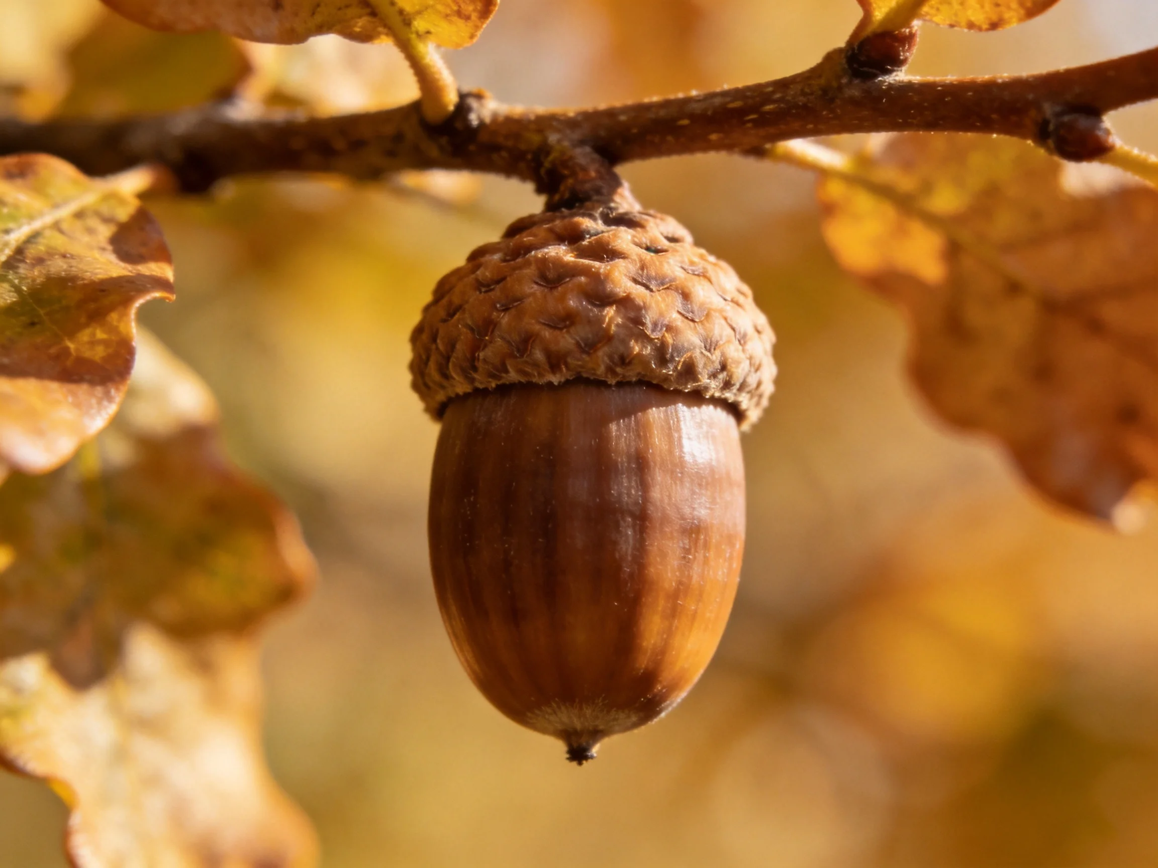 A single brown acorn hangs from an oak branch amid golden autumn leaves