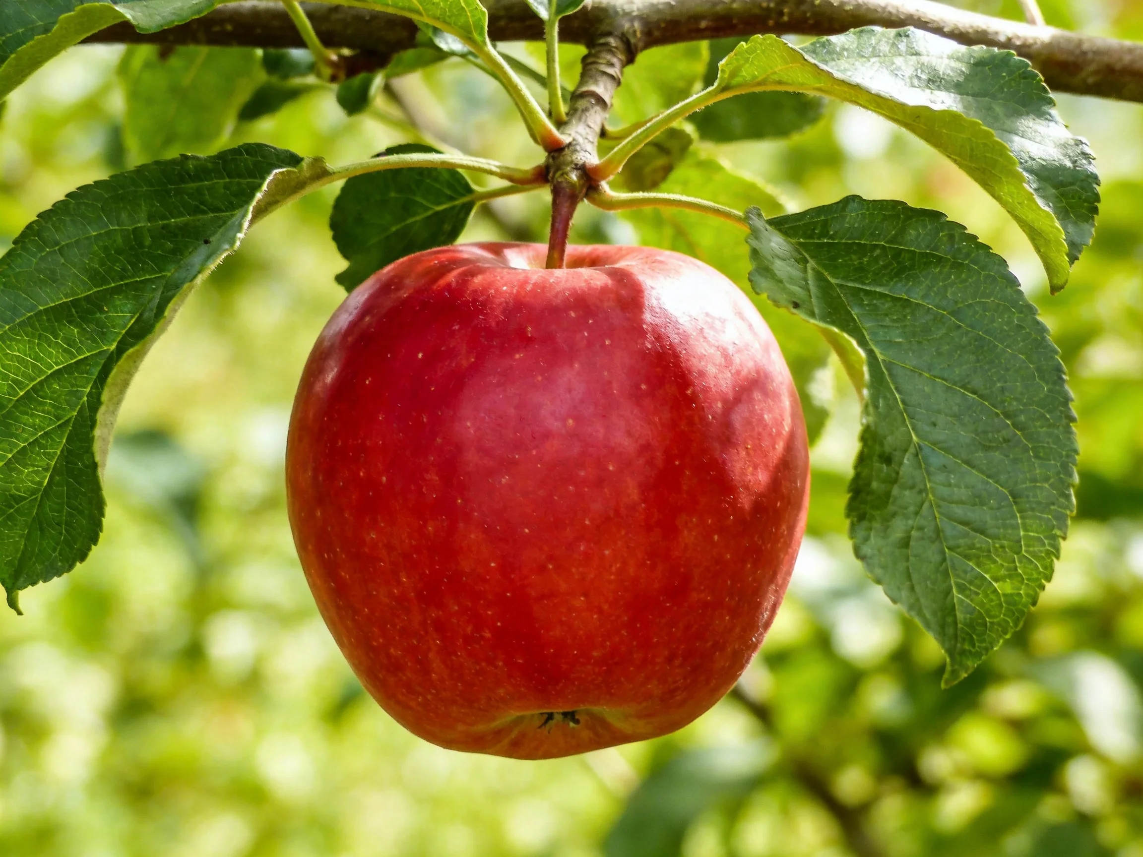 A single glossy red apple hangs from a tree branch