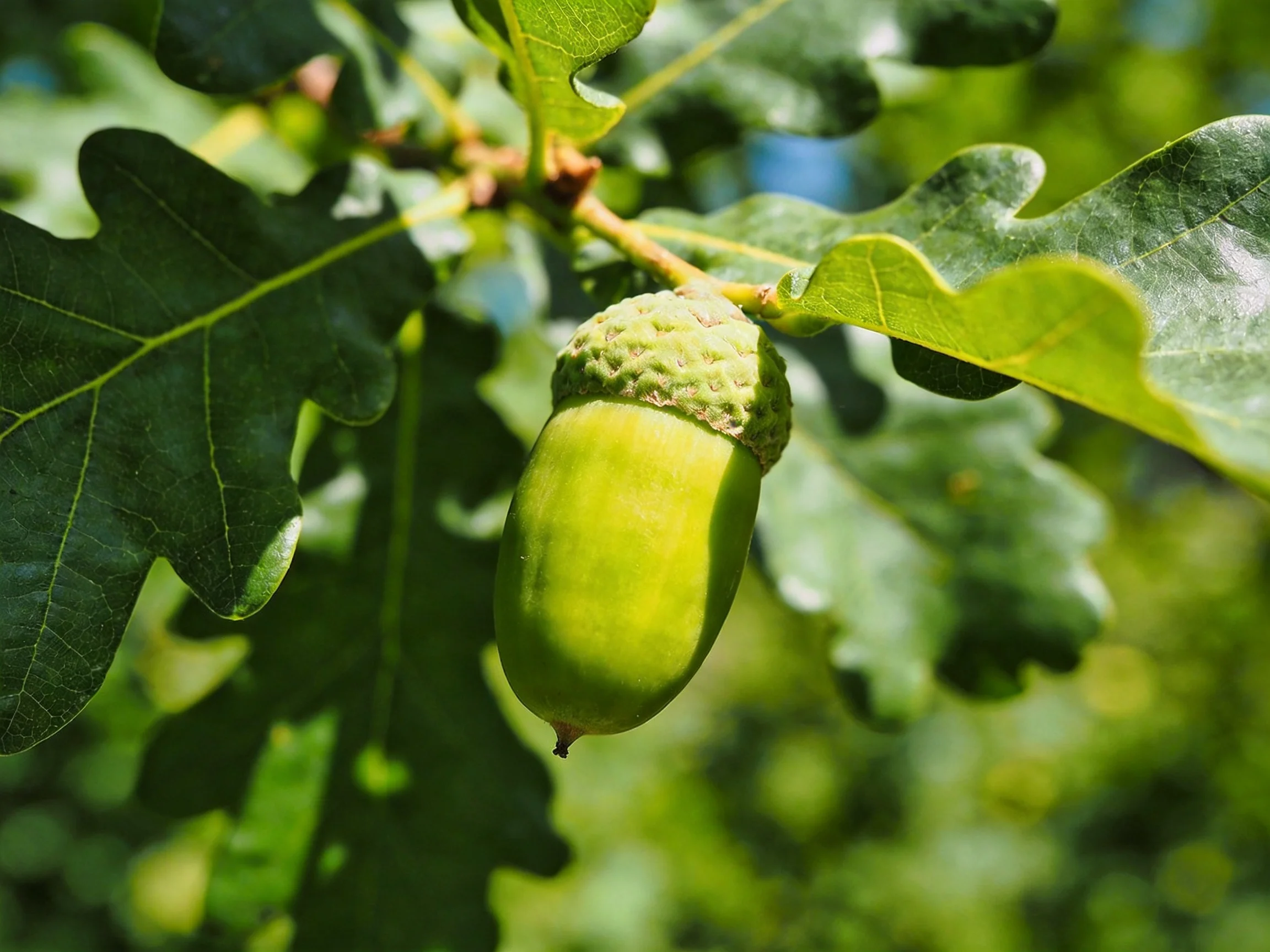 A single green acorn hangs among large, lobed oak leaves