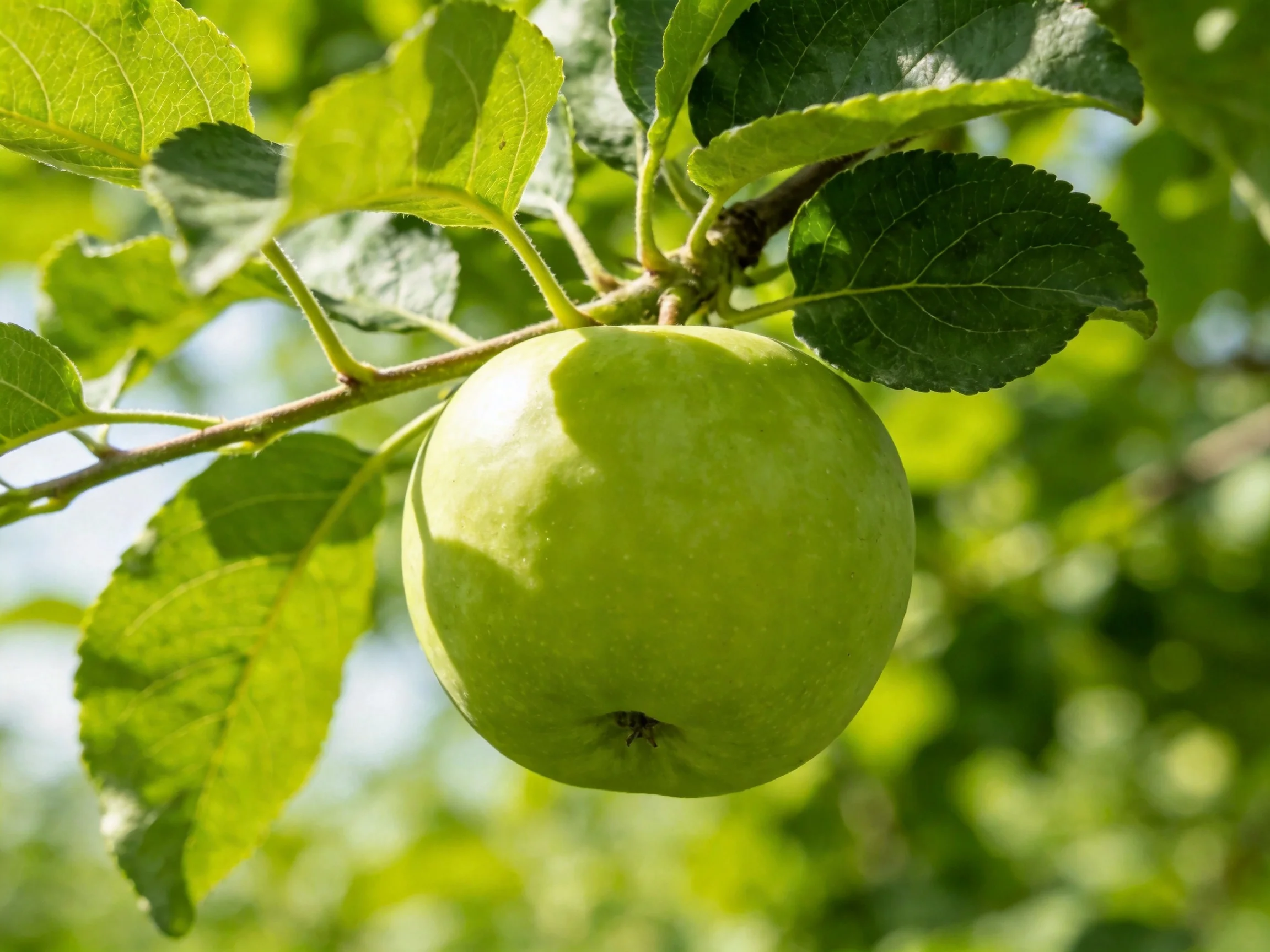 A single green apple hangs from a branch amid lush foliage